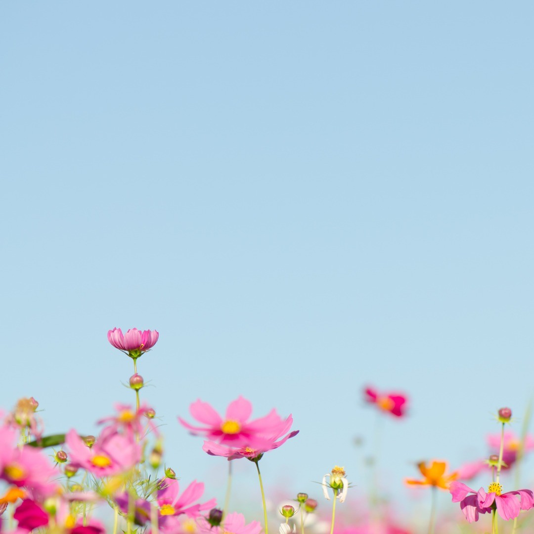 Pt. 3 🌸🌱
Your mind is the garden
Your thoughts are the seeds
The harvest can either be flowers or weeds…
•
Are you harvesting flowers or weeds?
Your thoughts significantly impact how you feel and then those emotion(s) change how you behave. Pay attention to your thoughts. What are they telling you?
You can’t choose your first thought, but you can choose your second. What will you choose?
Try to consistently change any unhelpful, irrational thoughts to helpful, more logical thoughts and notice how you feel.
Be kind to yourselves 💛✌🏽
.
#WilliamWordsworth #quote #spring #change #selflove #mentalhealthawareness #mentalhealth #therapy #therapist #depressionhelp #anxiety #wellness #wellbeing #healing #selfesteem #selfworth #worthiness #vulnerability #counseling #counselling #counsellor #support #strength #confidence #growth #selfimprovement #cbt