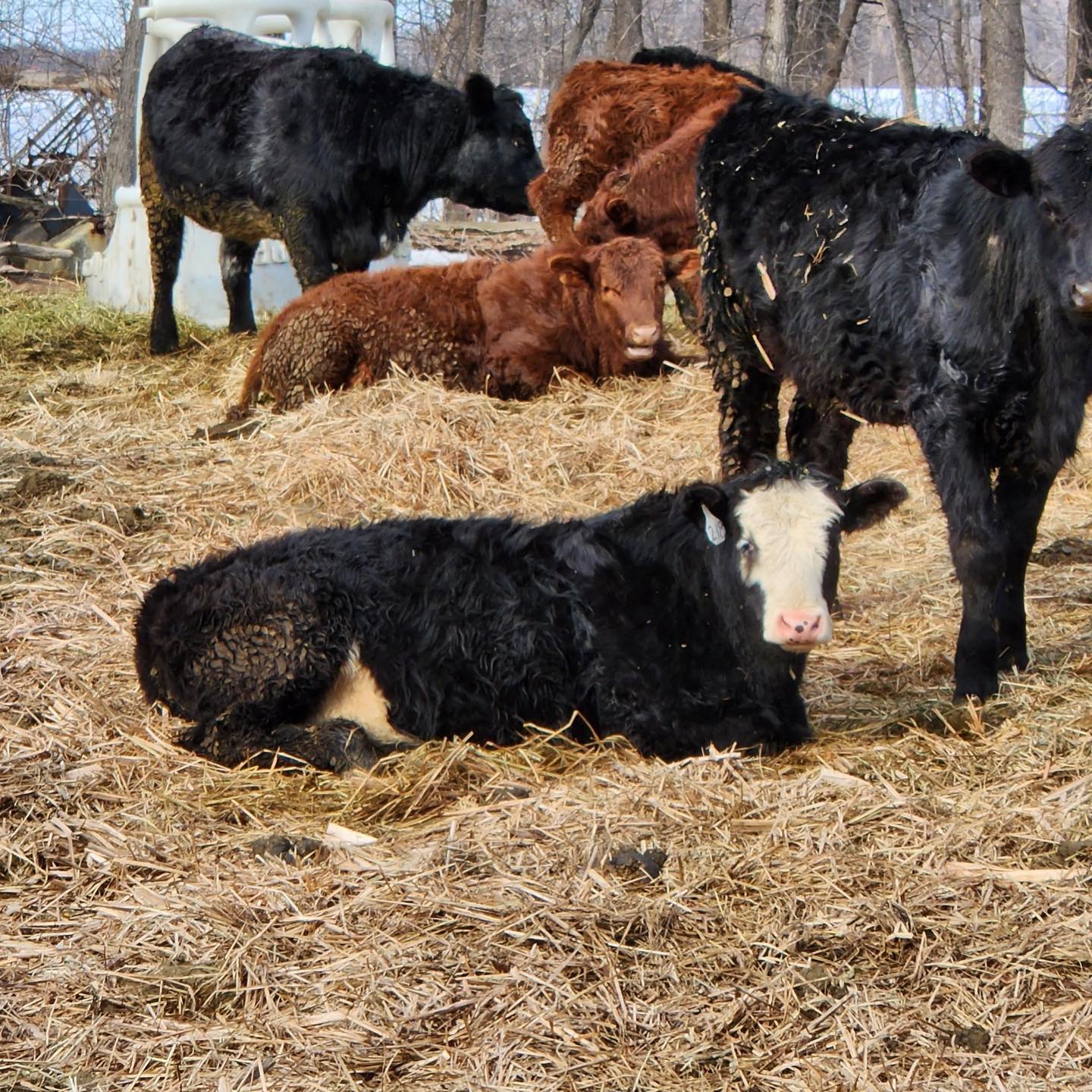 Comfy, cozy, moo-moos on fresh bedding! With the sun shining and full bellies, they all soon tipped over for a snooze 💤
