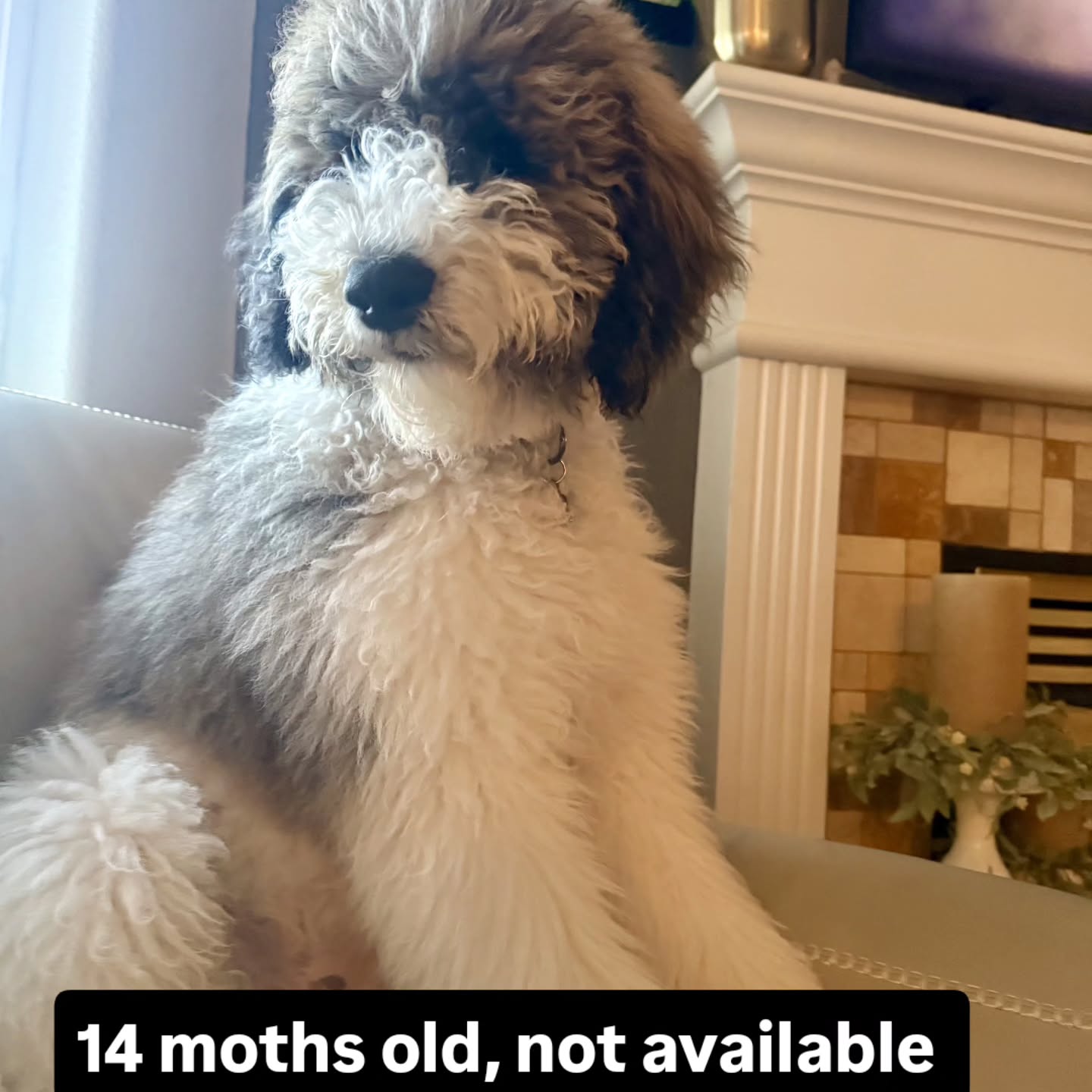 Luna with her Family. Not available
#sanders_saint_berdoodle #saintbernard #puppy #poodle