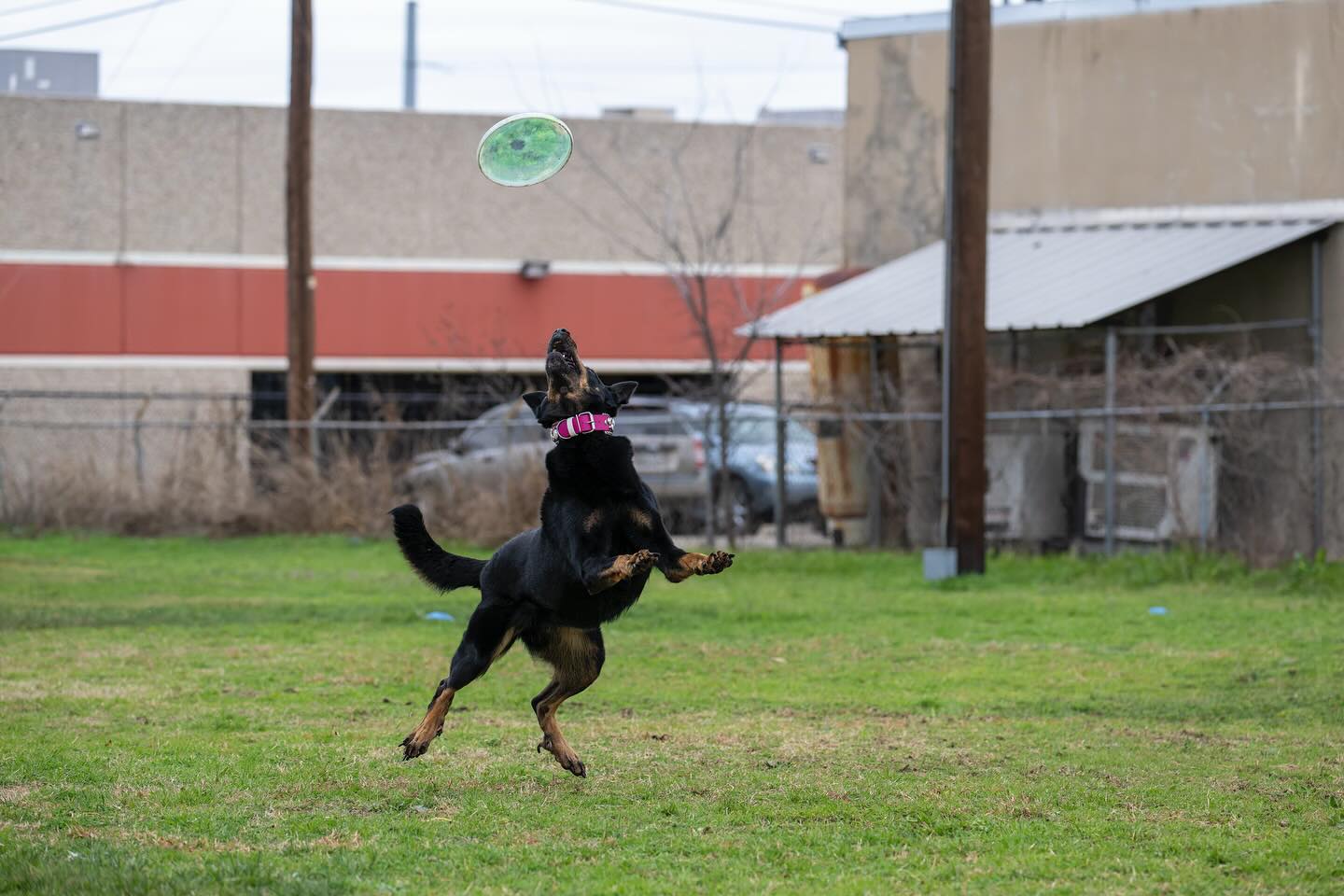 A truly great Beauceron photo 😌🤣
📸: Phil McKinney
+++++++++++++++++++++++++++++++++
#beauceron#beauceronsofinstagram#discdogs#discdogsofinstagram#servicedog#disabledveteran#beauceronbreeder#vaillantfeu#getoutside#getactive#bestoftheday#potd#dogphotography#ilovemydog#funnyphoto#beaucerondaily#bergerdebeauce