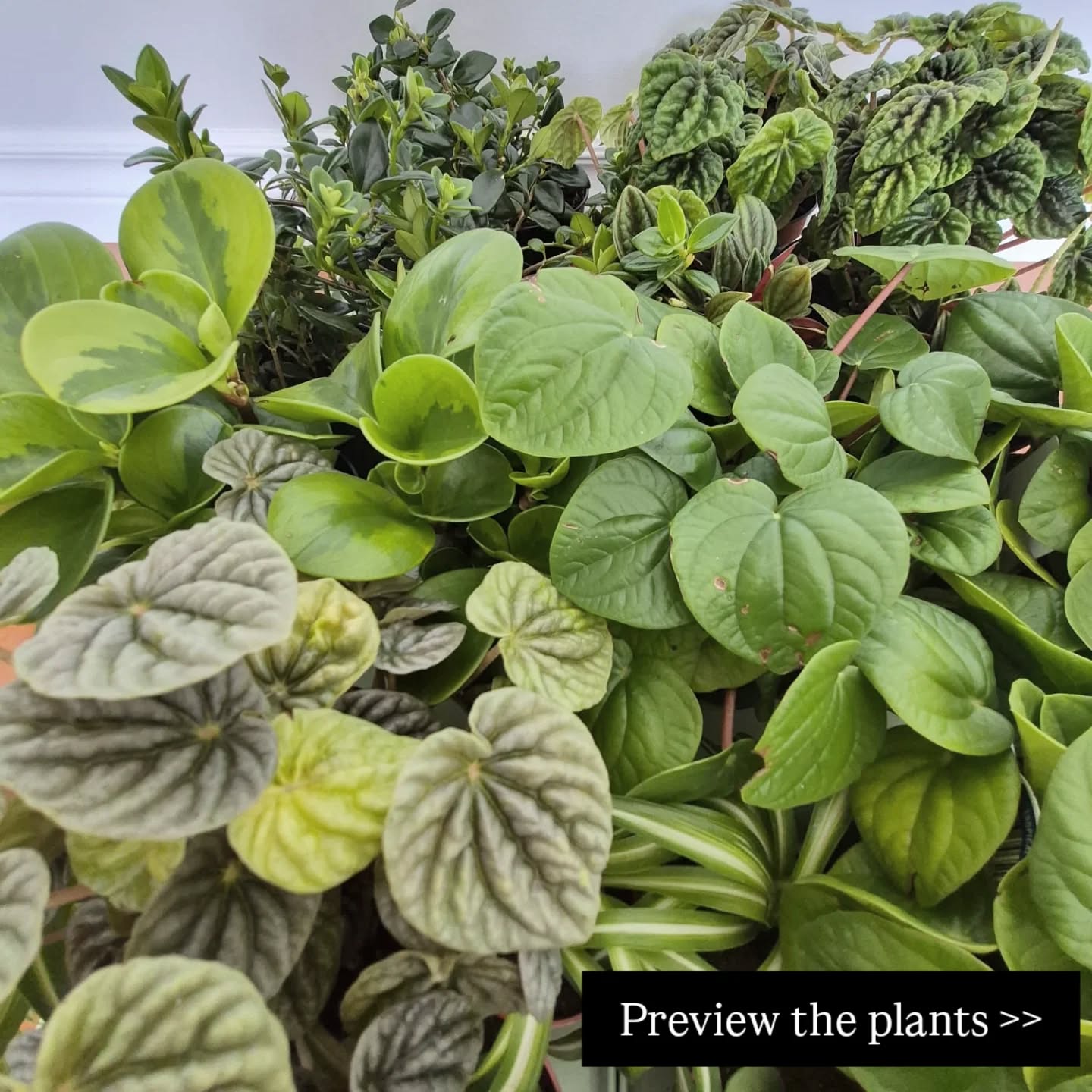 Only 5 spots left for our FREE senior-caregiving workshop (link in bio). Here's a preview of what you'll get ๐ ๐
๐ฑ As we address caregiver burnout, you'll get to choose a new (non-toxic) houseplant and learn how to practice mindful planting, from soil mixing to calming care.
๐ฑ You'll also get to take home a second non-toxic plant with a full activity kit so that you can try a meaningful planting exercise as part of your senior-care.
This workshop is funded by the @mentalhealthns
#mentalhealthmatters #horticulturaltherapy #planttherapy #caregiving #seniorcare