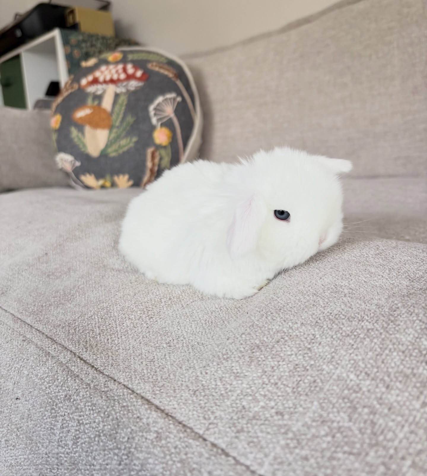 Website availability updated! ❤️🐰