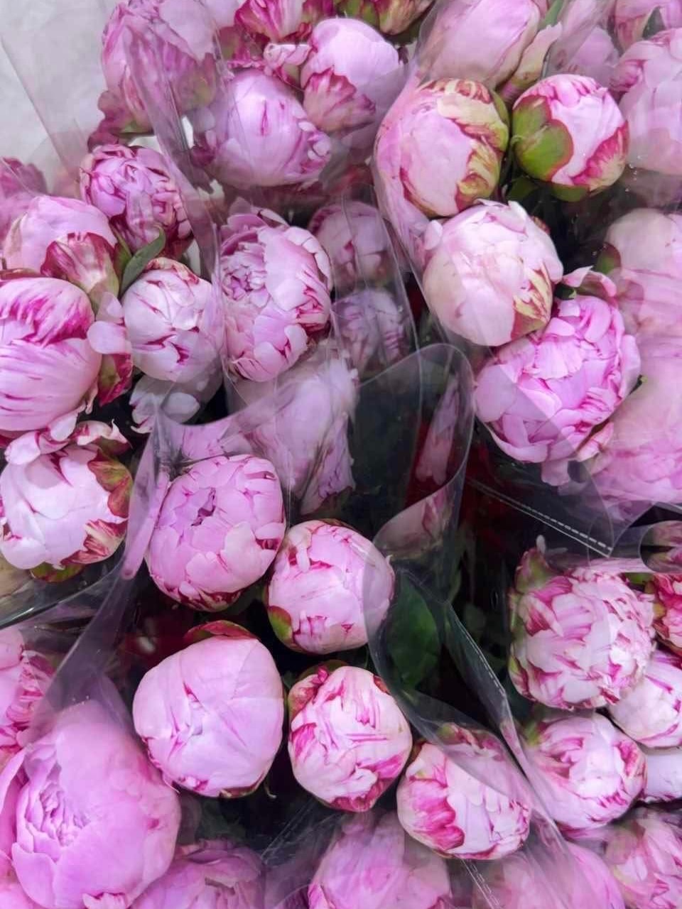 Peony หรือ ดอกโบตั๋นมาแล้วค่ะ สั่งทำช่อได้นร้าา
แอดไลน์ @shop.flower.
#peony #peonyflower #ดอกโบตั๋น