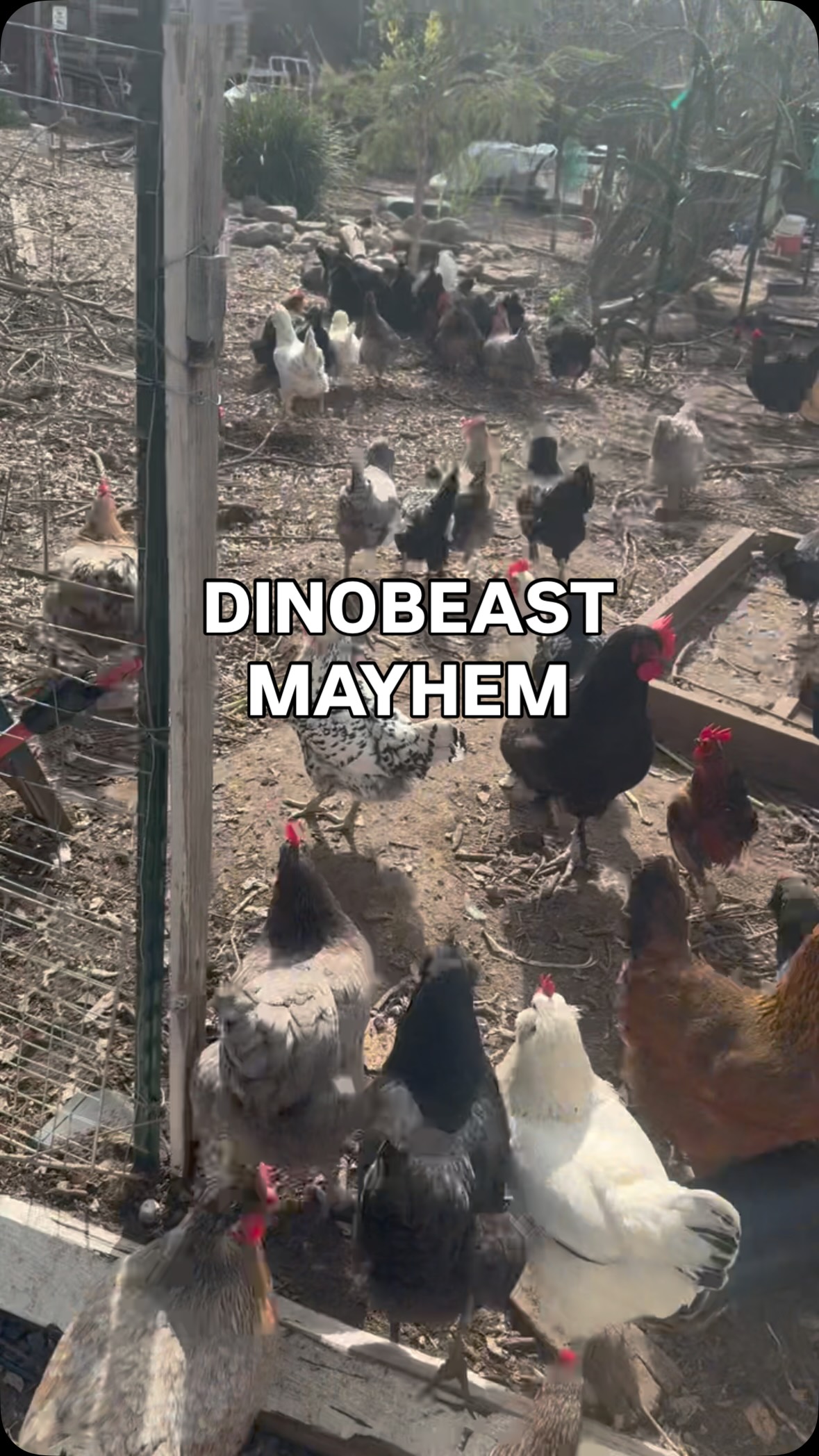 Never boring around here! When you have free-ranging and intelligent dinobeasts, they definitely keep you on your toes. There’s always some sort of shenanigans or drama on our little urban homestead. Are your animals and pets full of drama too?
I yell and scold them for being naughty, but honestly, they are too cute for me to stay mad at them, AND they are just doing what their natural instincts guide them to do. Thus, I can’t fault them for that. I’m also so honored as a Dino-wrangler that my chickens aren’t afraid of me and don’t cower or run in fear, even when I’m scolding them. I take that as a sign that I’m doing good as an animal steward and that they feel safe, especially as prey animals.
#backyardchickens #urbanhomesteading #microfarm #dinobeasts #rhoc2026