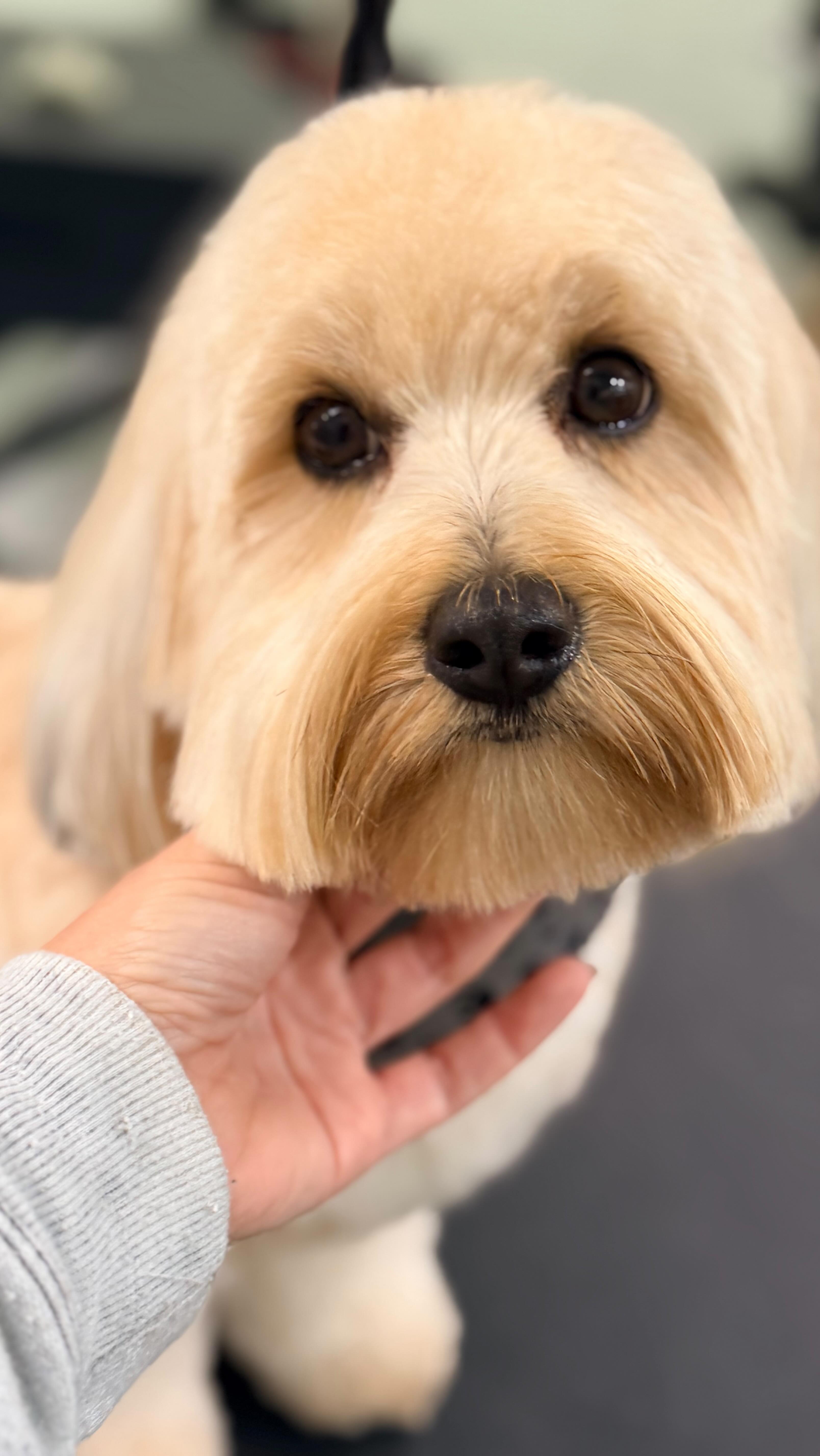 Grooming day for Leo and he was just the best boy ever! Only the best for all our beloved clients. We use only top quality products and our professionally trained groomers always provide next level attention to the pets in our care! ♥️✂️🔥