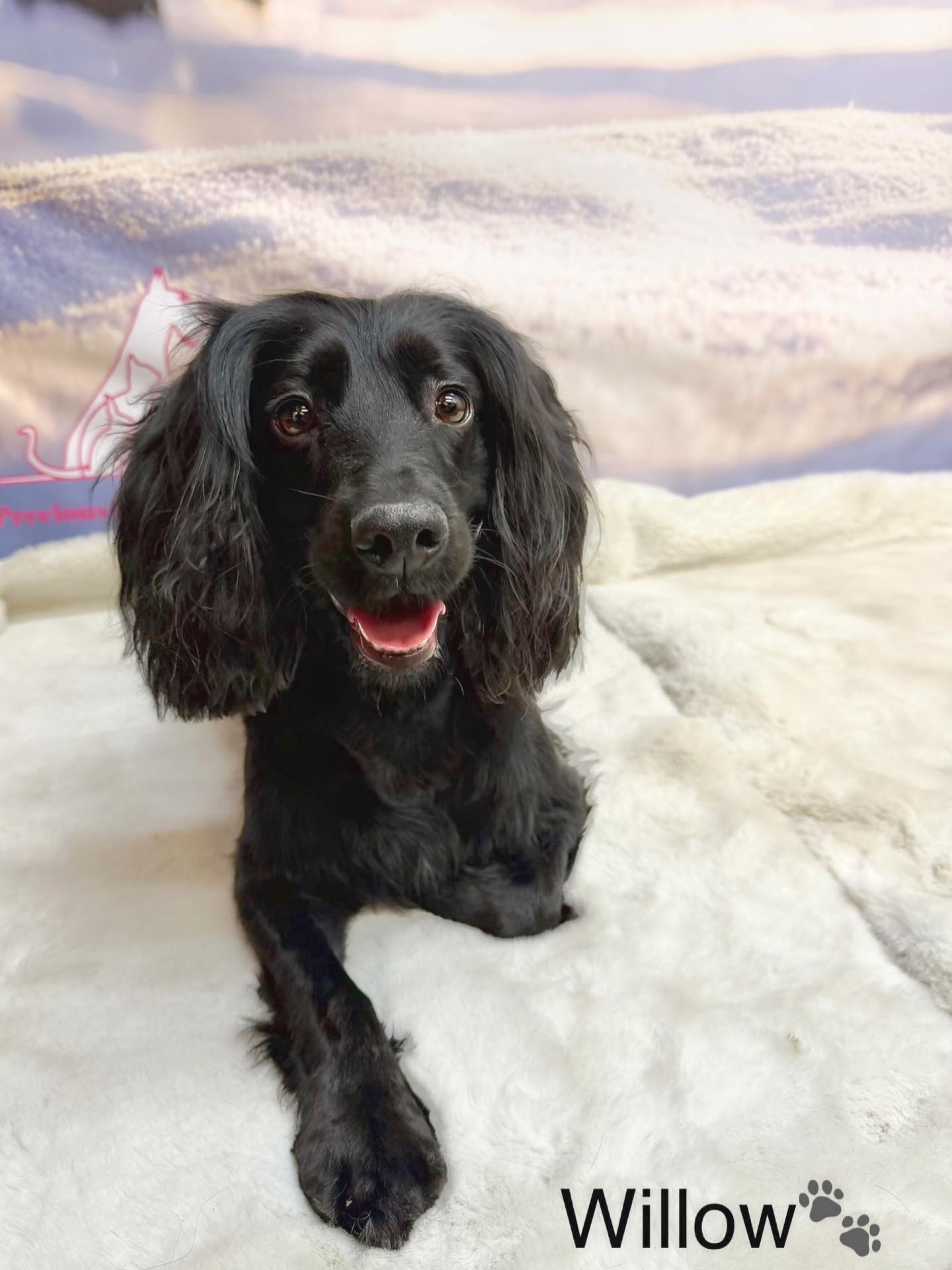 14/02/26 Willow is rocking the camera! And she looks absolutely stunning 🤩✨🐶🐾
#cute #spaniel #doggroomingsalon