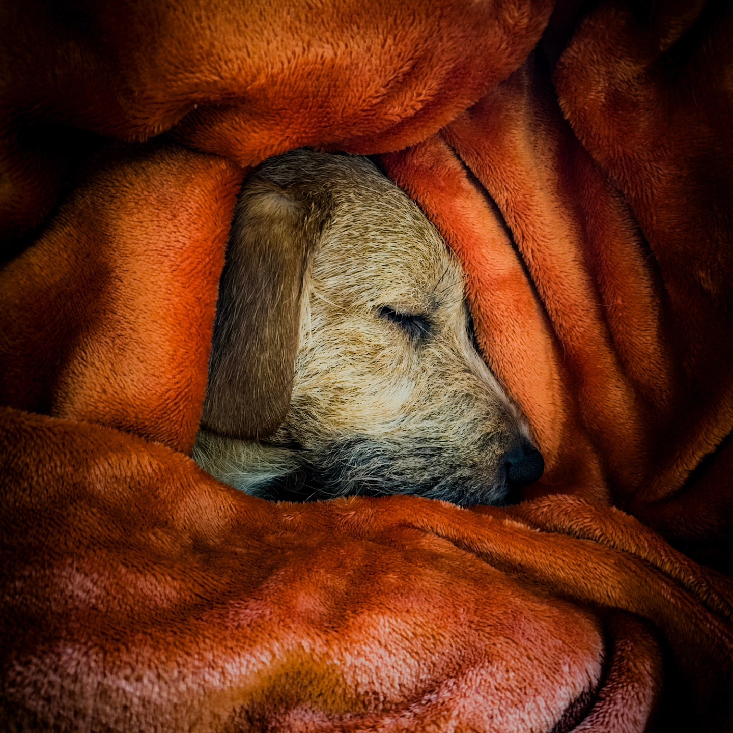 Dogstagram
.
.
.
.
#DogsofInstagram #PawfectMoment #FurryFriends #InstaPup #DogLife #AdorableDog #DogLove #PawfectPose #DogsOfInsta #FurBaby #photography #PawsomeCompanion #PetsofIG #CuteCanine #DoggyAdventures #FurFamily #PetLove #SnoutSunday #TailWaggingFun #InstaDoggo #FluffyFriend #PuppyLove #BestWoof #DoggyDays #FourLeggedJoy #DogPhotography #HappyPup