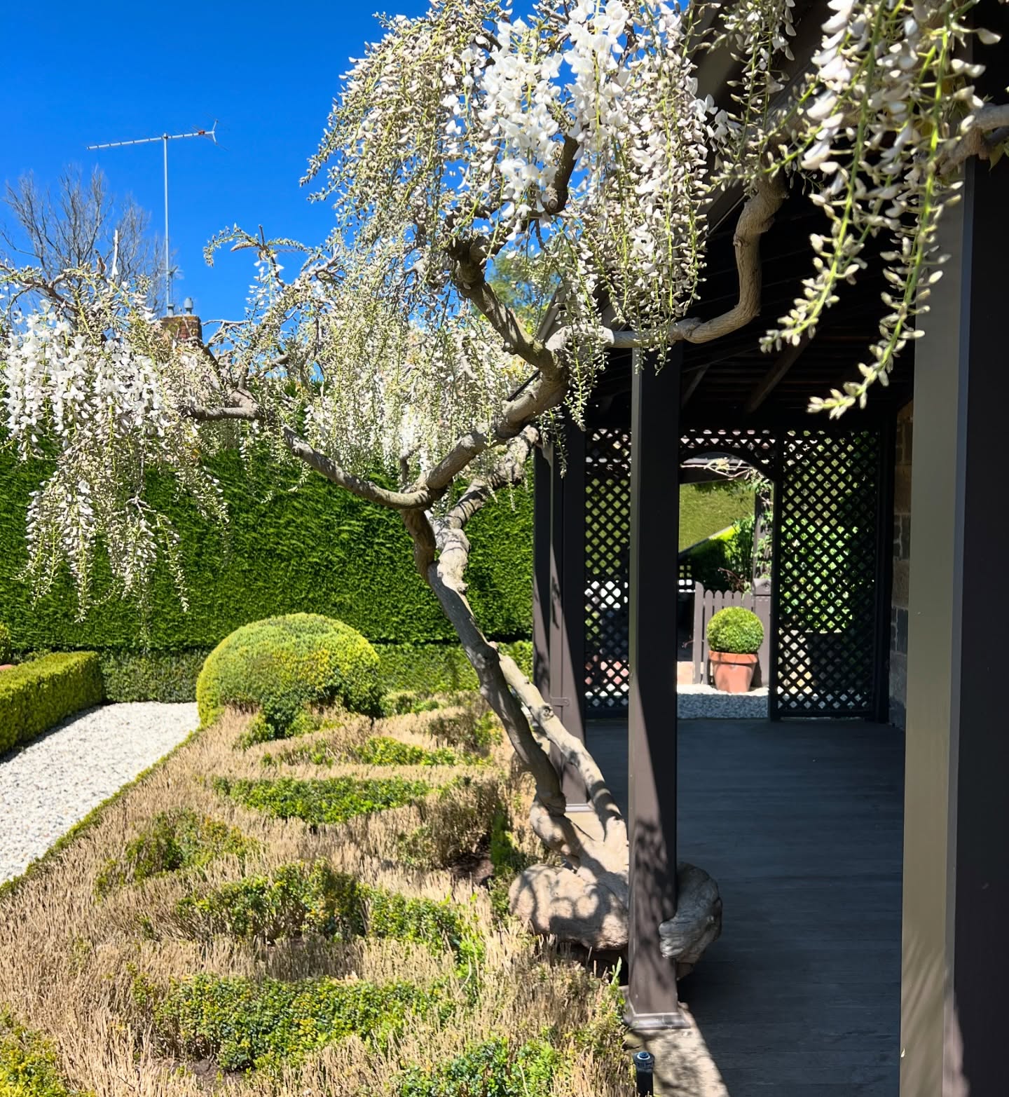 Our wisteria looking its usual spectacular self! The Buxus parterre has been given a severe prune this year (it was getting very floppy, unable to stand under its own weight): hopefully Spring growth will soon green it up.
Spring is a wonderful time to stay at the Old Rectory: booking enquires via our website www.kynetonoldrectory.com.au or @airbnb
@visitmacedonranges
@daylesfordmacedonranges
@piperstkyneton
#kyneton
#heritageaccommodation
#luxurybnb
#kynetonlux
#oldrectory
#wisteria
#macedonrangesweddingaccommodation