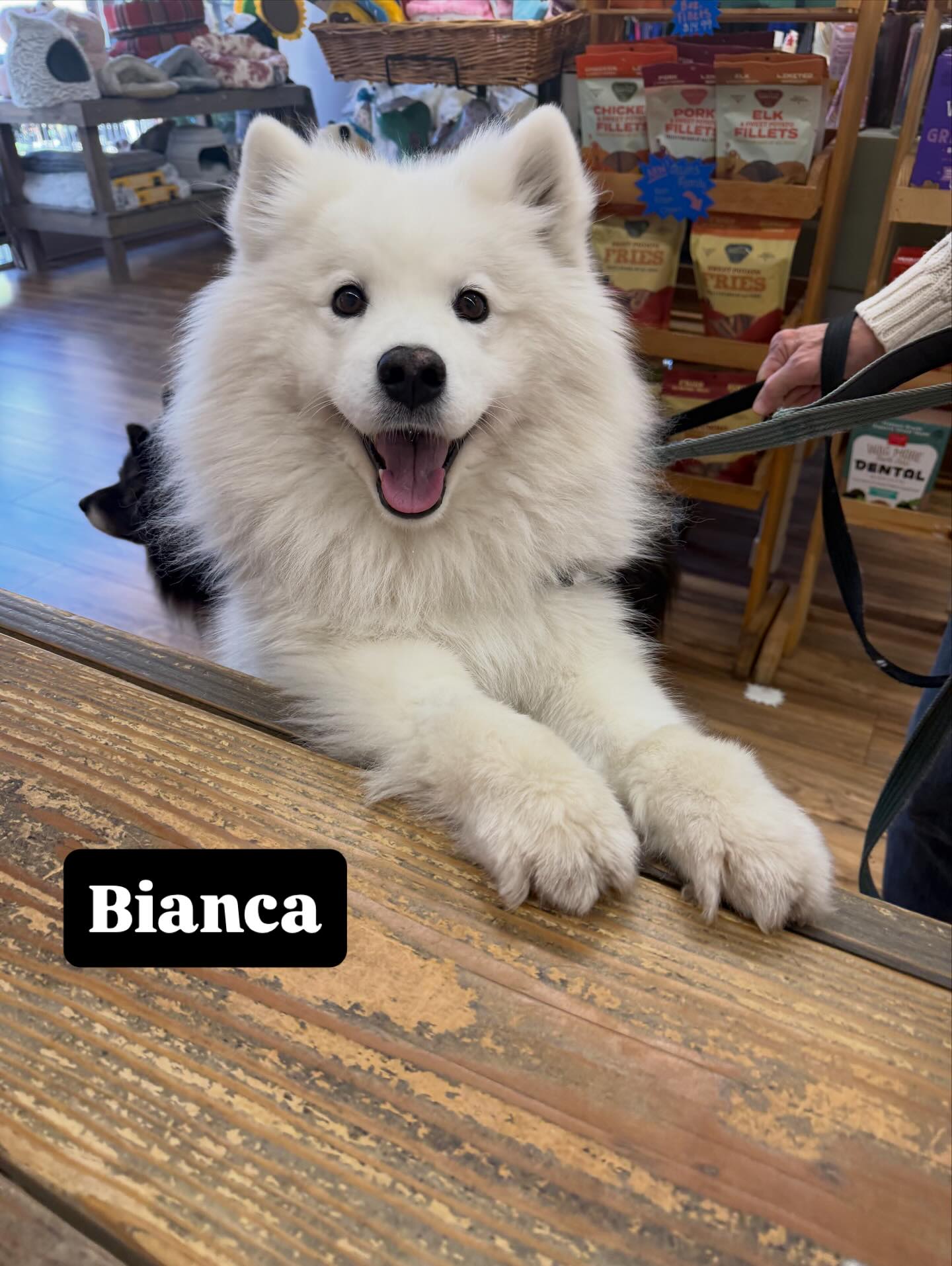 Moochies to you beautiful Bianca!
@pawsarottispetshop #pawspups #golocalsoco