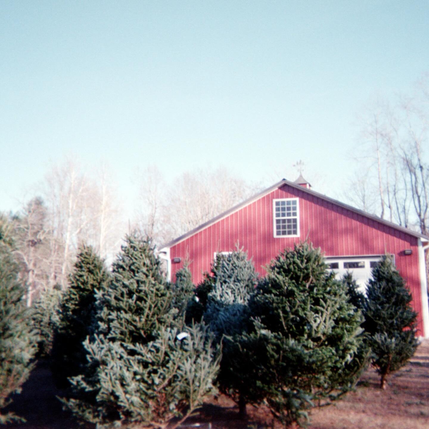 Christmas tree season through a disposable lens 🤍🎄 The muddy boots, the joy, the memories we’ll keep forever. Anyone else missing this already?
#christmastreefarm #southernmaryland #maryland #marylandchristmas #marylandchristmastreefarm