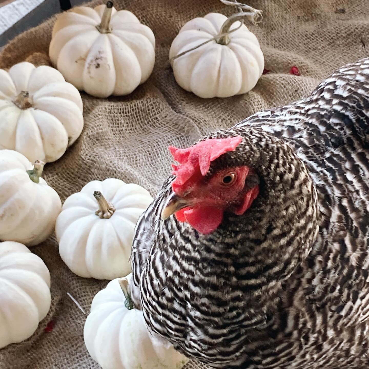 Petunia Hen just doing chicken things here on the farm.
#roundtreefarmgreenhouse #farmlife #chickensofinstagram #southjersey #greenhouselife