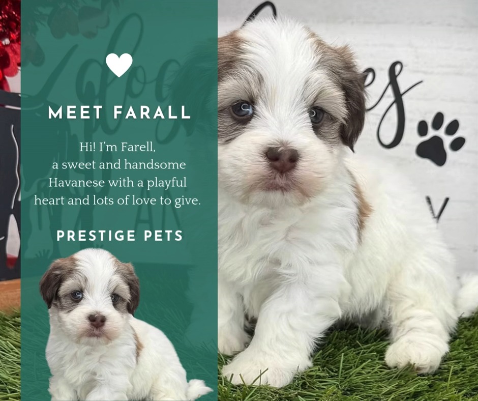 Meet Farell, our sweet and handsome Havanese boy at Prestige Pets 🐾
Farell is playful, well socialized, and full of love. When he’s not playing, he’s busy giving kisses and snuggles. He’s ready to be a loyal companion and bring lots of joy to his forever family.
Learn more about Farell here:
https://www.prestigepets.net/product-page/farellhavanese-prestigepets-puppies
📞 Call Today To Come Meet Farell : (260) 593-1642