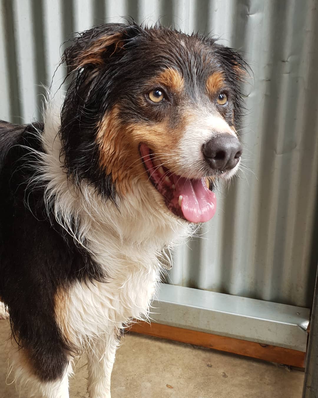 Eddie .
. #doglover #prilaga #fun #dogstagram #adorable #dog #amazing #cute