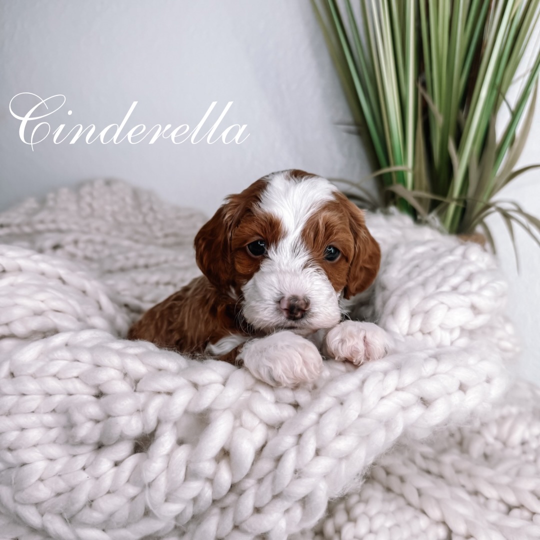 ✨ Introducing Gigi & Archie’s Fairytale Litter ✨
Our beautiful girl Gigi has given us the most precious little fairytale come true… a stunning litter of teacup Goldendoodles that has completely stolen our hearts.
🤍 Cinderella – female
🩷 Anastasia – female
💜 Drizella – female
🩵 Charming – male
At 4 weeks old, this is when the magic really begins.
These tiny treasures are:
• Opening their personalities and beginning to interact with one another
• Wobbling into confident little walkers
• Starting early socialization and gentle handling exercises
• Becoming more aware of sounds, voices, and their environment
Their eyes are bright, their tails are starting to wag with intention, and each baby is showing us sweet glimpses of who they are becoming. This stage is so important for neurological development and confidence building and we are intentional with every experience we provide.
As always, our puppies are raised in our home with constant love, structure, and early enrichment to set them up for lifelong success.
This truly feels like a storybook beginning… and we cannot wait to watch each chapter unfold. ✨
#teacupgoldendoodle #goldendoodlepuppies #ethicalbreeder #cutepuppies #onemonthold