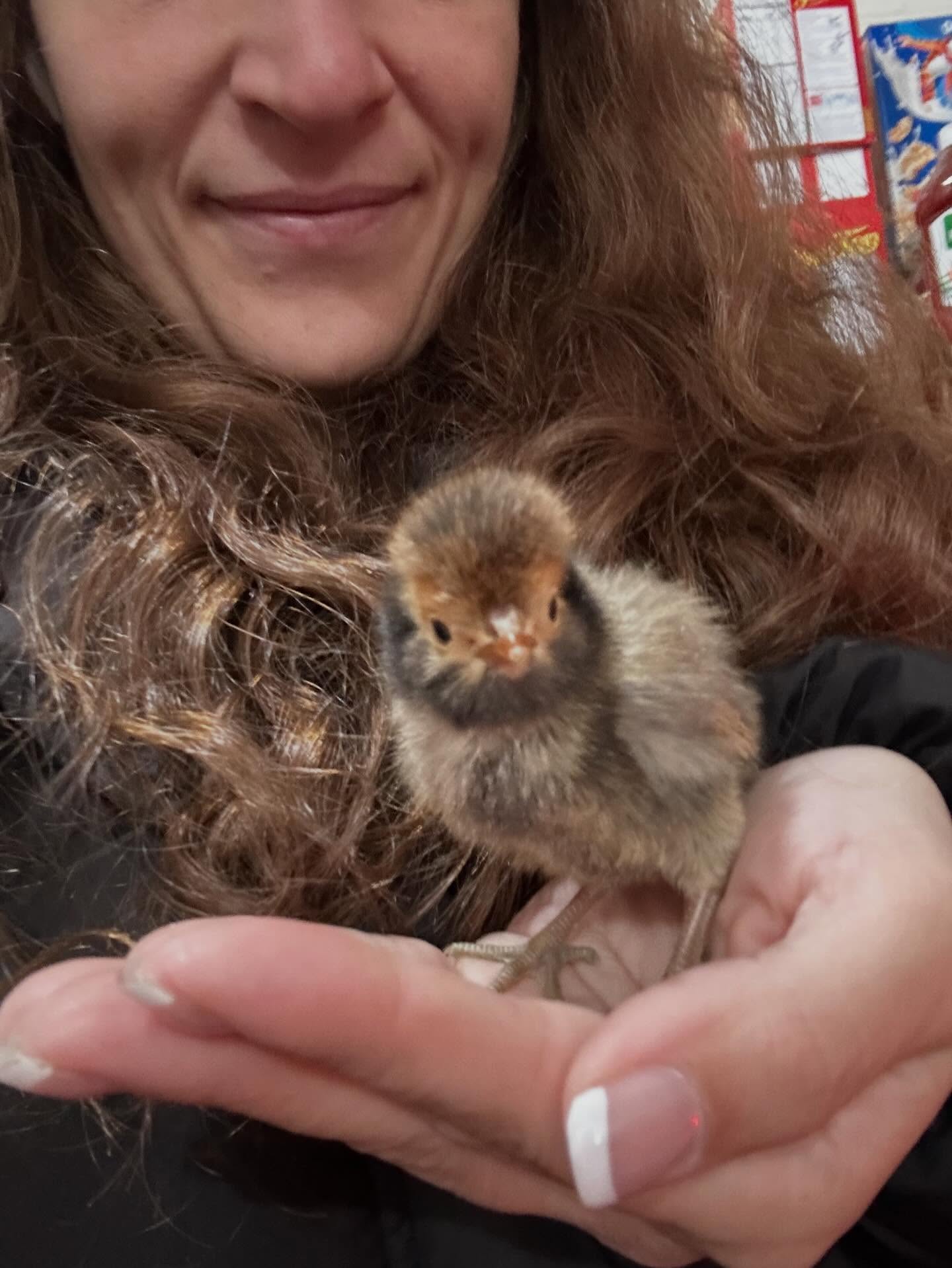 We love the surprise free chicks from Murray McMurray Hatchery. They make the whole box feel like a present. #chickdays #murrymcmurryhatchery #easteregger