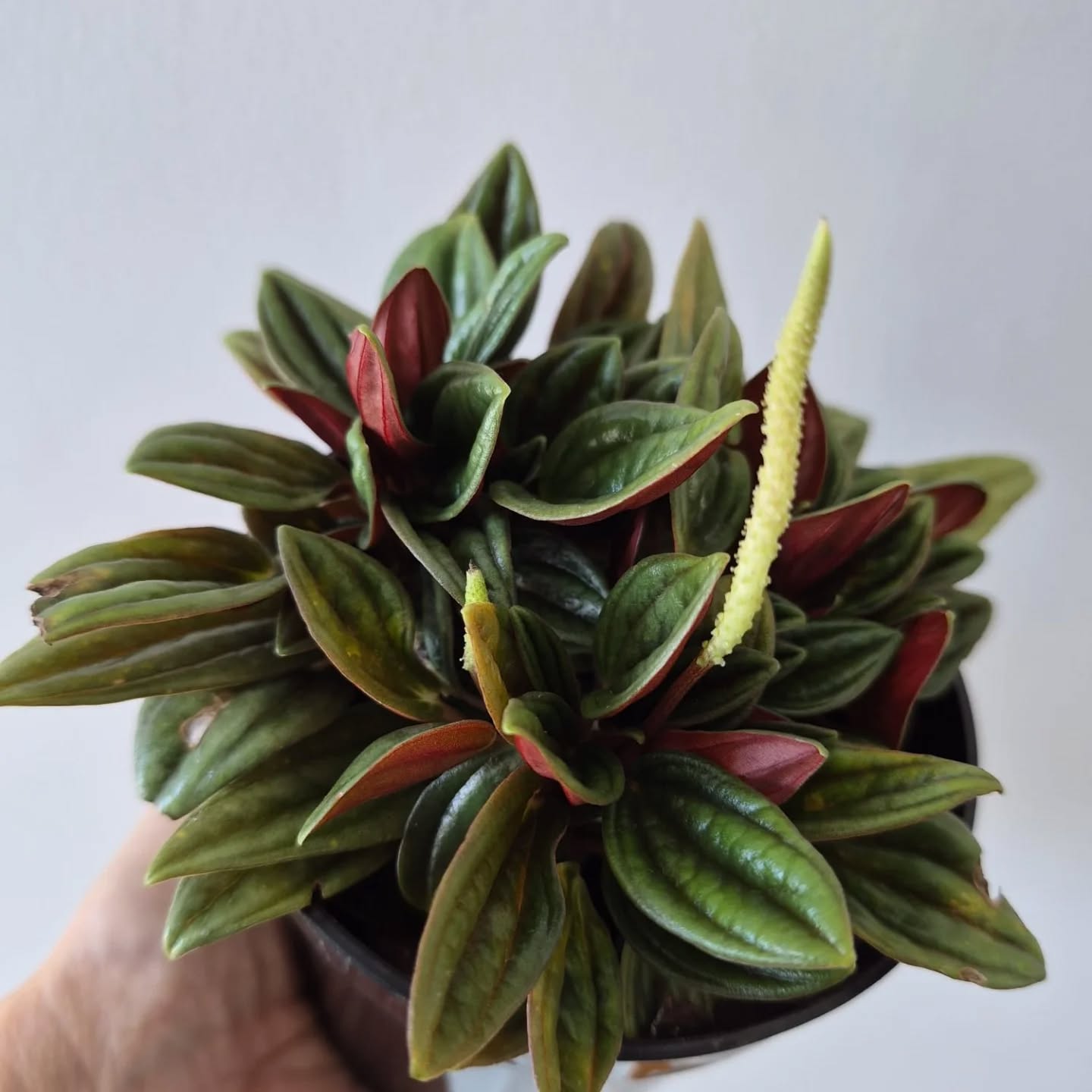 Sharing some love for the amazing variety that peperomias give us! They are one of the few non-toxic houseplants and are just beautiful ๐๐
#peperomia #horticulturaltherapy #plantsagram #plantgang