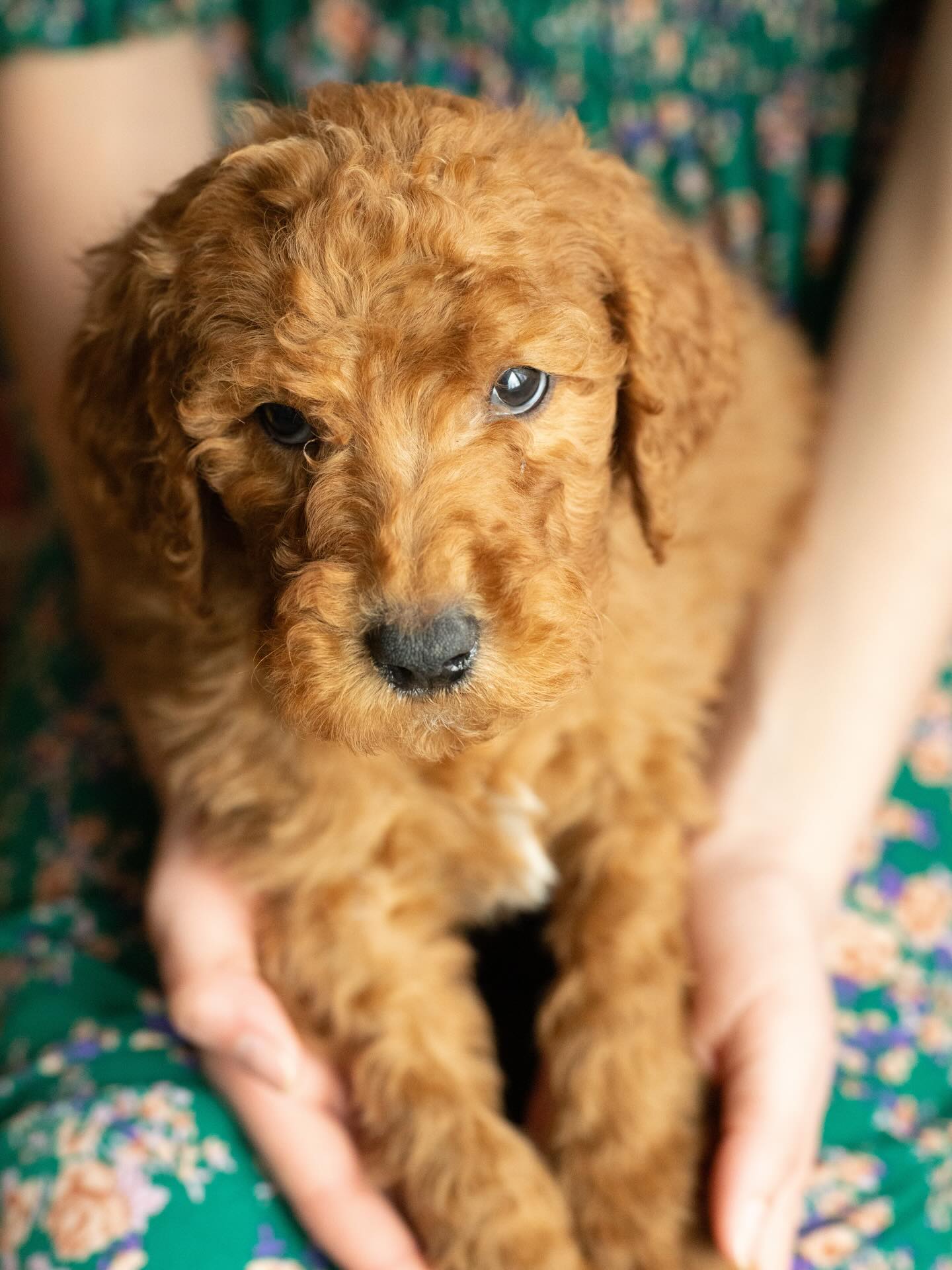 Ready this weekend! We have three standard poodle puppies ready to go home this weekend who are still looking for their forever families.
First, with the white blaze on her chest, we have Honey. Honey is sweet, playful and outgoing. She is on the smaller side of this litter and will likely mature closer to 40-45 pounds.
Second we have Nutmeg, wearing the brown collar. This guy is a snuggle bug! If you saw the story of a puppy curled up on my daughter’s lap while she was reading - this is him! He is mid size compared to his siblings so I bet he will be in the 50-55lb range.
Lastly we have Chai wearing the light green collar. Chai is on the smaller side, so I expect 45 pounds ish for him too. He is dark red. Chai is very talkative and opinionated. He likes to explore and he is very curious.
These are our last available puppies for a couple of months! To learn about bringing one of these standard poodles into your family send me a DM!
#standardpoodlepuppies #redpoodlepuppy #redpoodle