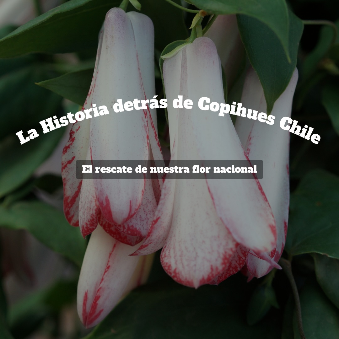 Nuestra historia, nuestro legado. Descubre quiénes están detrás de Copihues Chile.