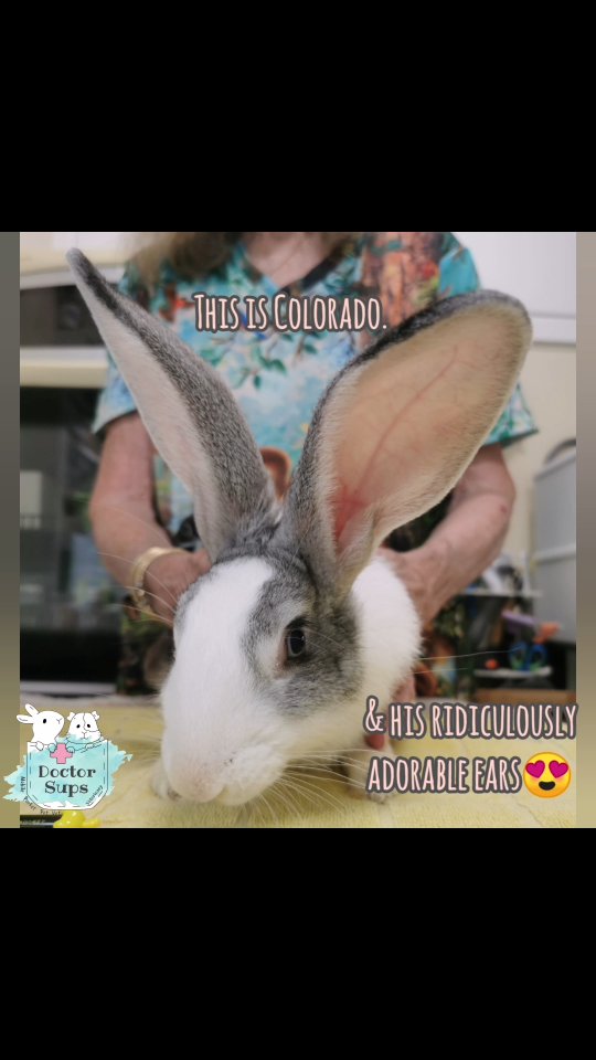Colorado came into @rabbitrunaway as a stray with severe burn wounds on all four feet. When Dr Sups first saw him, we all knew he had a long road to recovery ahead of him.
With dedicated treatment, time, and an incredible amount of love from Judi, his wounds have now fully healed. Watching his progress has been truly special.
Behind every recovery like this is a rescue that shows up, every single day, for animals who have no one else and gives them that second chance that they deserve.
If you are planning to welcome a new bunny into your family, consider adopting.
And yes, his ears are as big as his personality 😍
#doctorsupsveterinary #doctorsups #pocketpetvet #mobileveterinaryservice