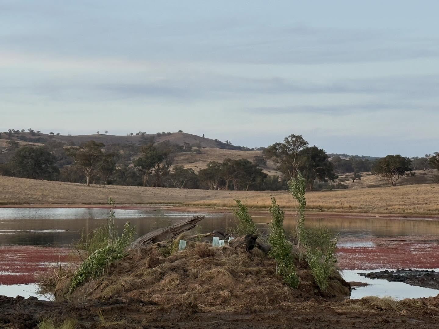 Big day building Love Island for the local swans to keep them safe from the foxes. This little island will bring some new bird life to @calabashwaters It’s not every day you get to build something like this.