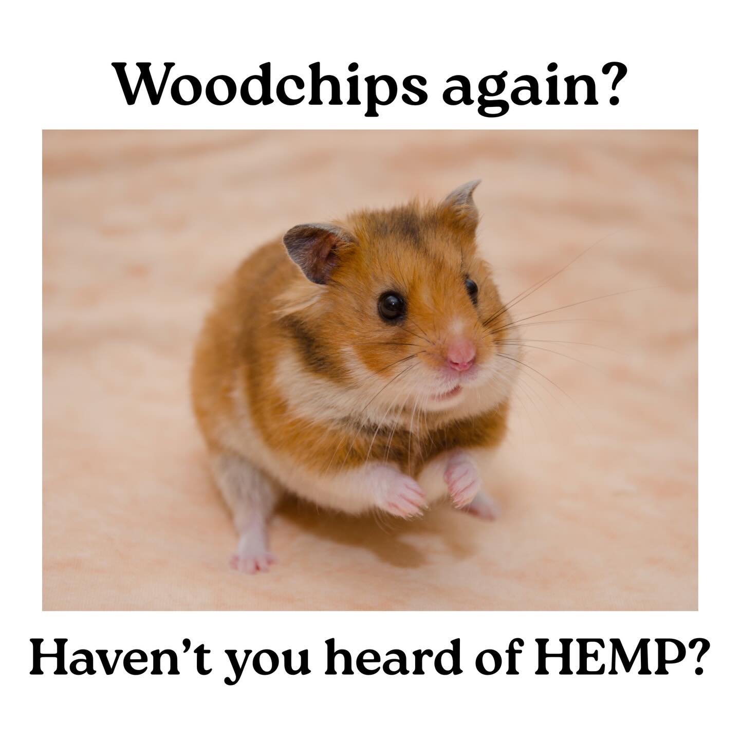 A recent review from a new hemp user!
“The hemp has been amazing in the hamster’s cage. It is night and day different. I used to have to clean her cage every day as it was wet and I didn’t want it to smell. I have not cleaned Lucy’s cage since Wednesday morning- that is one day short of a week and it still looks great and there is no smell.
Thank you for the hemp, I highly recommend it, and will not buy paper or wood chips again.”
If you haven’t made the switch, what are you waiting for ! Switch to hemp today !
#switchtohemp #hempanimalbedding #hamsterbedding #hemphelps #smallanimalsofinsta
