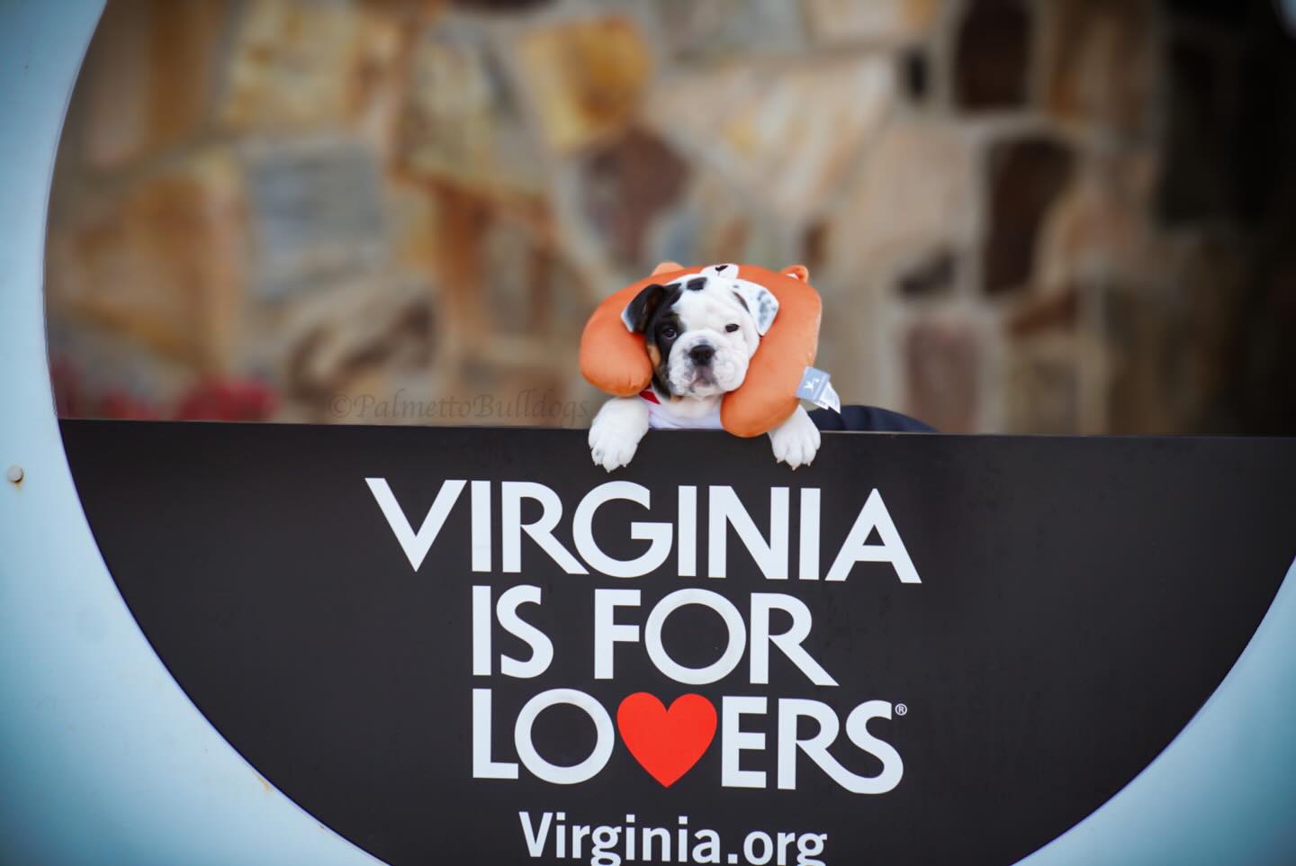 I mean…. I just couldn’t resist 😂😂😂😂 #palmettobulldogs #englishbulldogs #puppies #delivery #instagood