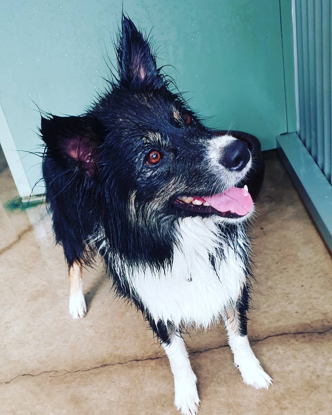 Banjo .
. #doglover #prilaga #fun #dogstagram #adorable #dog #amazing #cute