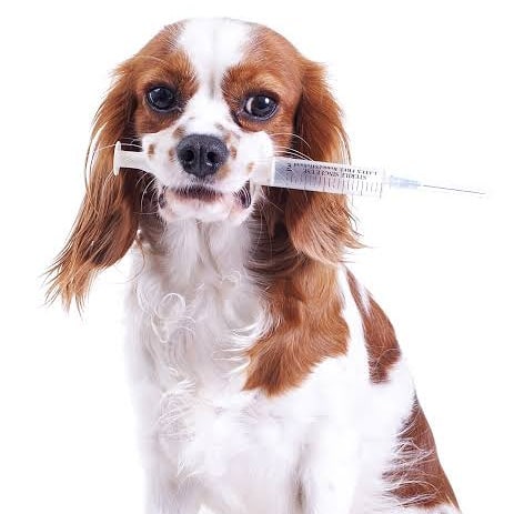 To protect all dogs who board with us, please bring your dogs' current vaccinations record with you on every visit. It is imperative that they are protected from kennel cough, parvovirus etc
#vaccination #kennelcough #parvo #dog