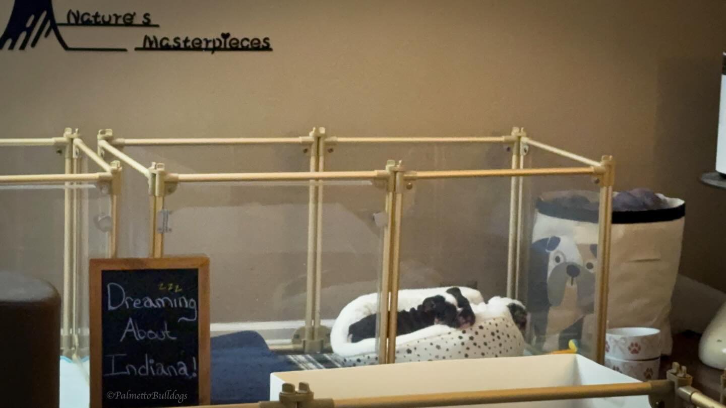 They dreamed about their new home in Indiana here in South Carolina now their dreams came true! More memories from their journey to their new home coming soon! #Palmettobulldogs #englishbulldogs #puppies #indiana #southcarolina