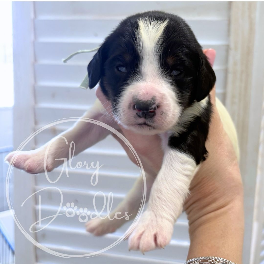 sola + bernieโs bakery shop litter ๐ง multi generational medium bernedoodles:
๐ Cupcake
๐ Sugar
๐ Honey
๐ Muffin
๐ Biscuit
๐ Brownie
these babies are nearly 2 weeks old and we have room on the waiting list. Contact us for more info ๐
#bernedoodlepuppy #bernedoodle #bernedoodlelove