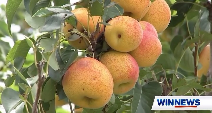 Did you see a familiar face on win news last night? 🍐Jimmy had a chat with win news about the prices of water increasing for the season due to the dry weather we have been having in Shepparton☁️
#weather #farm #fruitgrower #aussie #aussiefarmers