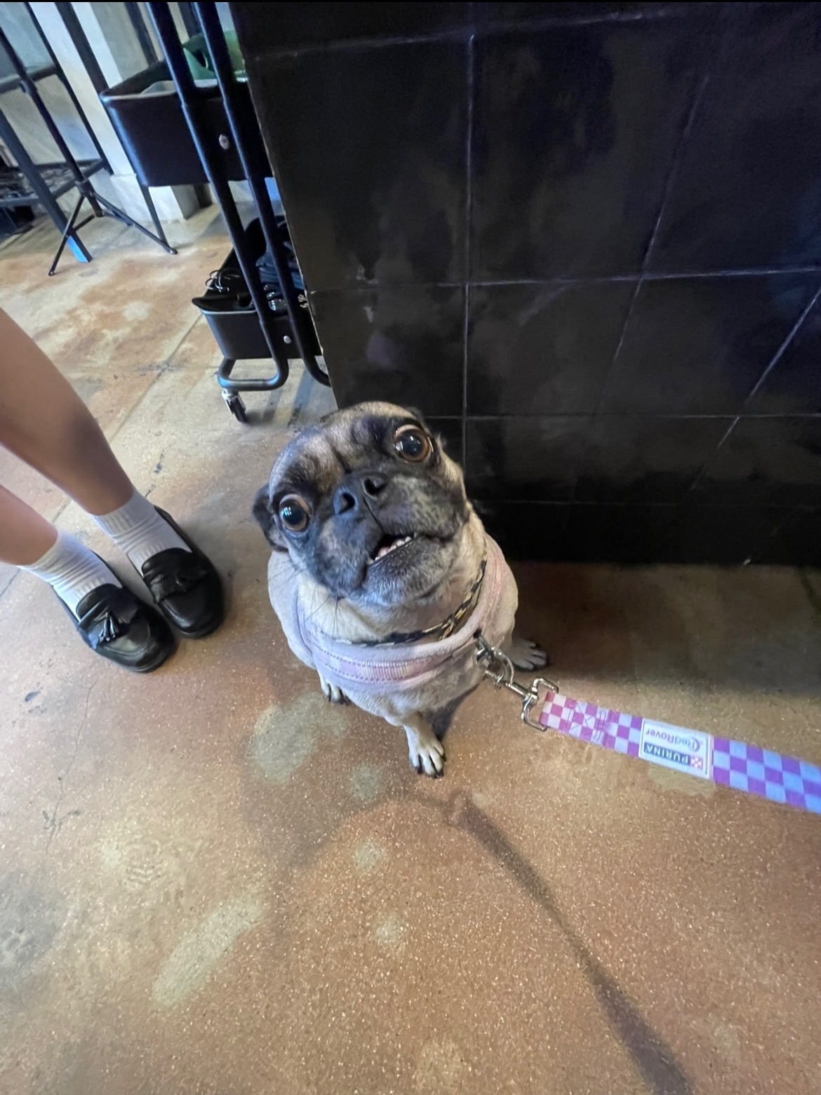 Meet our best customers 🐶✨
An appreciation post for our Dresscue pups who always brighten our day 🤗💗
#Dresscue #DresscuePups