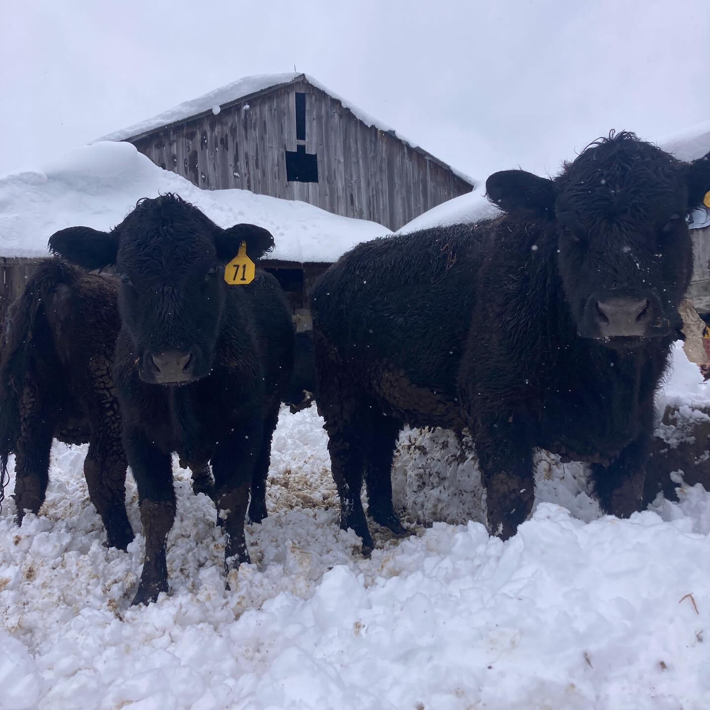 Kinda over winter…looking forward to Spring.