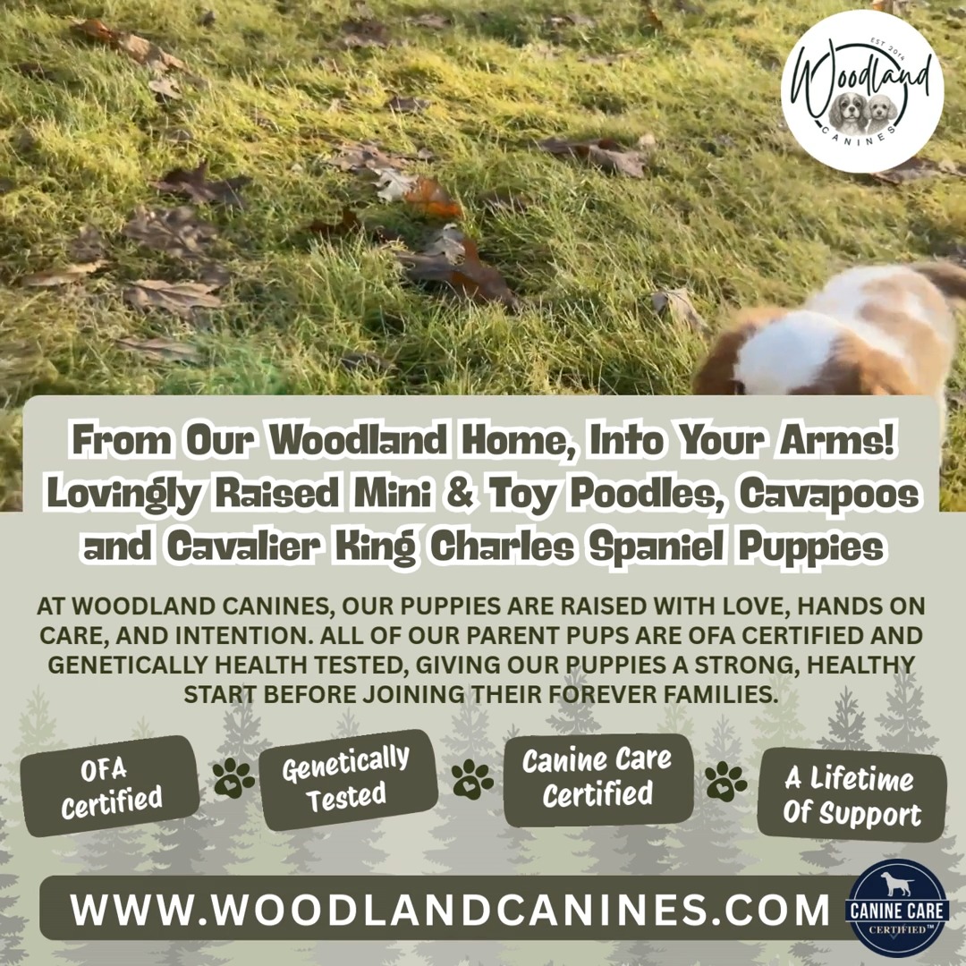 At Woodland Canines, we are passionate about raising healthy, well socialized puppies in a loving, family centered environment. Every puppy in our care receives individual attention, early socialization, and a strong foundation to help them transition smoothly into their forever homes.
Health is at the heart of everything we do. All of our parent dogs are OFA tested and genetically health tested. OFA testing helps ensure sound structure and healthy joints, while genetic testing screens for inherited conditions. This allows us to make thoughtful, responsible breeding decisions and give our puppies the very best start in life.
This page is where we will share puppy updates, photos, helpful tips, and a behind the scenes look at how our puppies are raised. Whether you are following along, learning more about our program, or searching for the perfect addition to your family, we are happy you are here.
Thank you for being part of our journey. Feel free to say hello, ask questions, and follow along as we raise happy, healthy companions. 🐶💛#cavalierkingcharles #cavalierkingcharlesspaniel #cavalierkingcharlesspanielpuppy #minipoodle #minipoodles #minipoodlepuppy #minipoodlelove #toypoodle #toypoodlepuppy #toypoodlepuppies