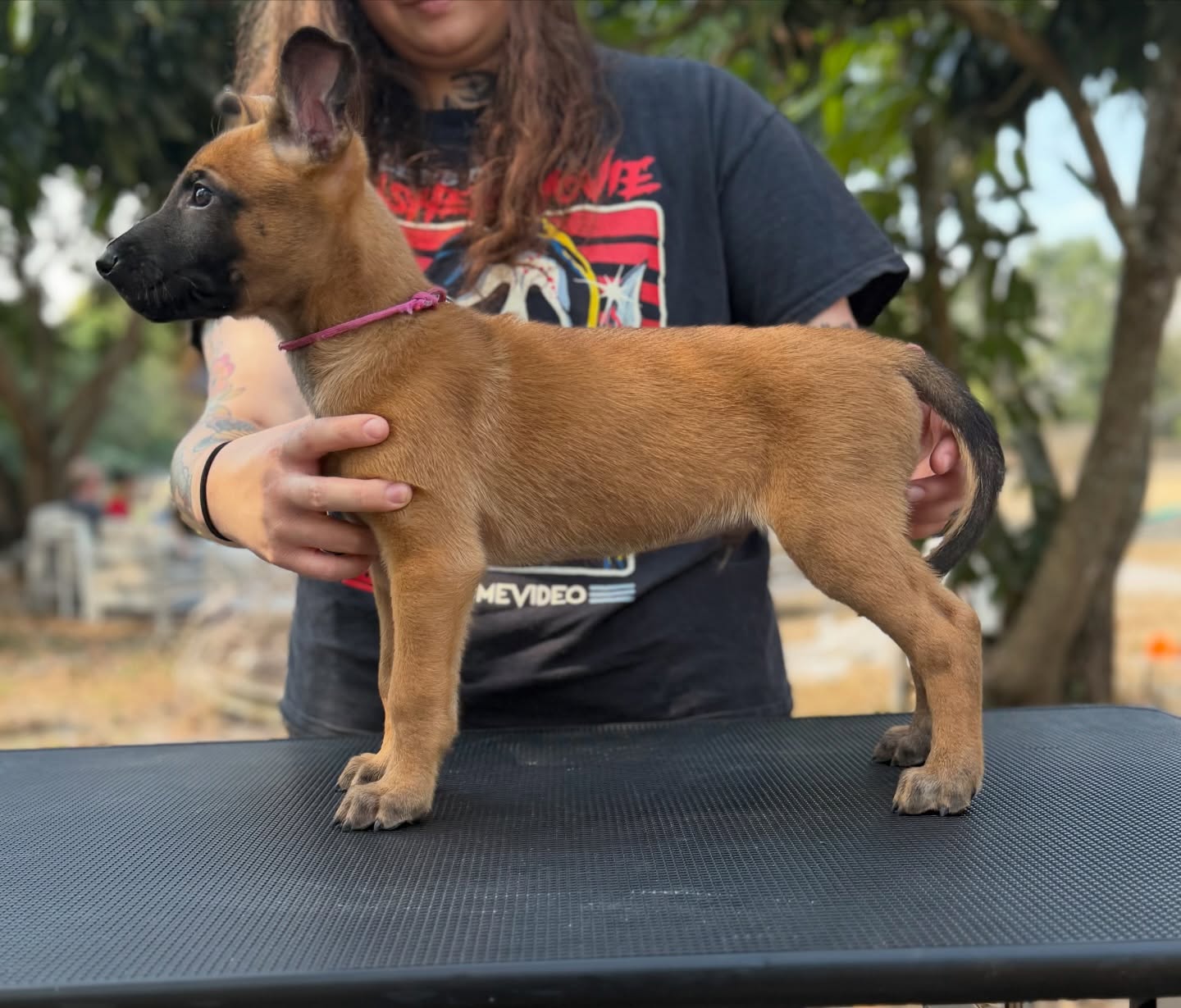 7 weeks old!
1 week left with all of the babies together, time has definitely flown. Thank you Melissa for helping me get stack photos and Marquise for evaluating them.
ALL PUPPIES HAVE BEEN PLACED
https://www.working-dog.com/breed/vd-Hunde-der-neuen-%C3%84re-319101
•
•
#belgianmalinois #malinois #sportdog #workingdog