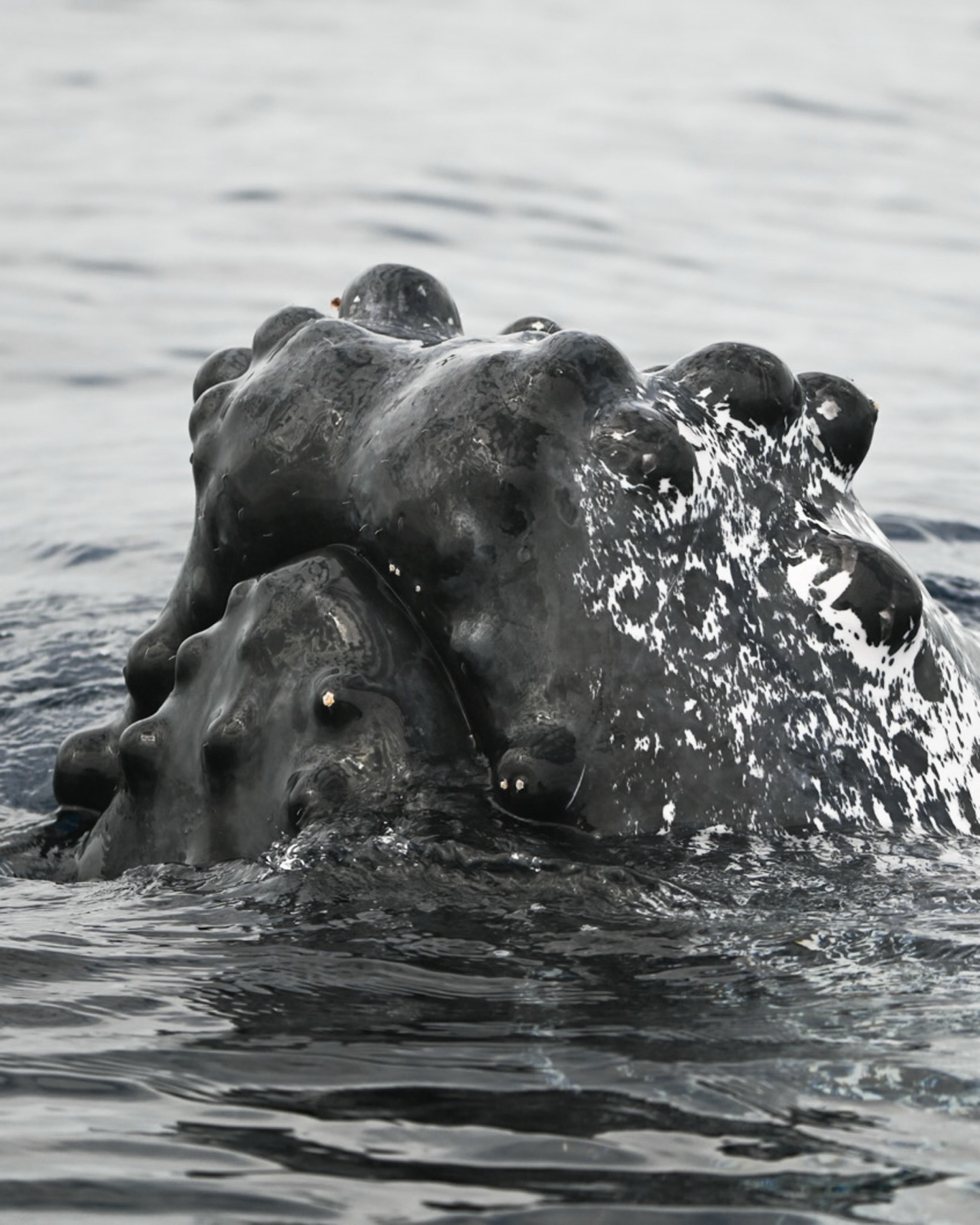 La mandíbula y rostro de la ballena jorobada (Megaptera novaeangliae) están cubiertos de pequeños bultos llamados tubérculos, una característica diagnóstica de la especie. 🌑
Cada tubérculo contiene un folículo piloso y terminaciones nerviosas, lo que sugiere que pueden tener una función sensorial mientras la ballena se alimenta o navega.
¿Alguien recuerda esa foto en el feed donde se aprecian esos folículos? 👀
— ENG —
The jaw and face of the humpback whale (Megaptera novaeangliae) are covered in small bumps called tubercles, a diagnostic feature of the species. 🌑
Each tubercle contains a hair follicle and nerve endings, suggesting they may have a sensory function while the whale is feeding or swimming.
Does anyone remember that photo of the follicles on the feed? 👀
-
-
-
-
-
cabo san lucas, cabo wildlife, cabo ecotours, ecotourism, ocean conservation, los cabos, whale watching, naturaleza marina, marine education, ecotours, visit mexico, beach trip, ocean education, baja california sur, ocean life, fyp, ocean reels, ballenas en mexico, destinos en mexico, turismo sustentable, avistamiento de ballenas, pacific ocean, free dolphins, los cabos 2026, marine biology, marine mammal, wildlife biology, mexico wildlife, save the ocean