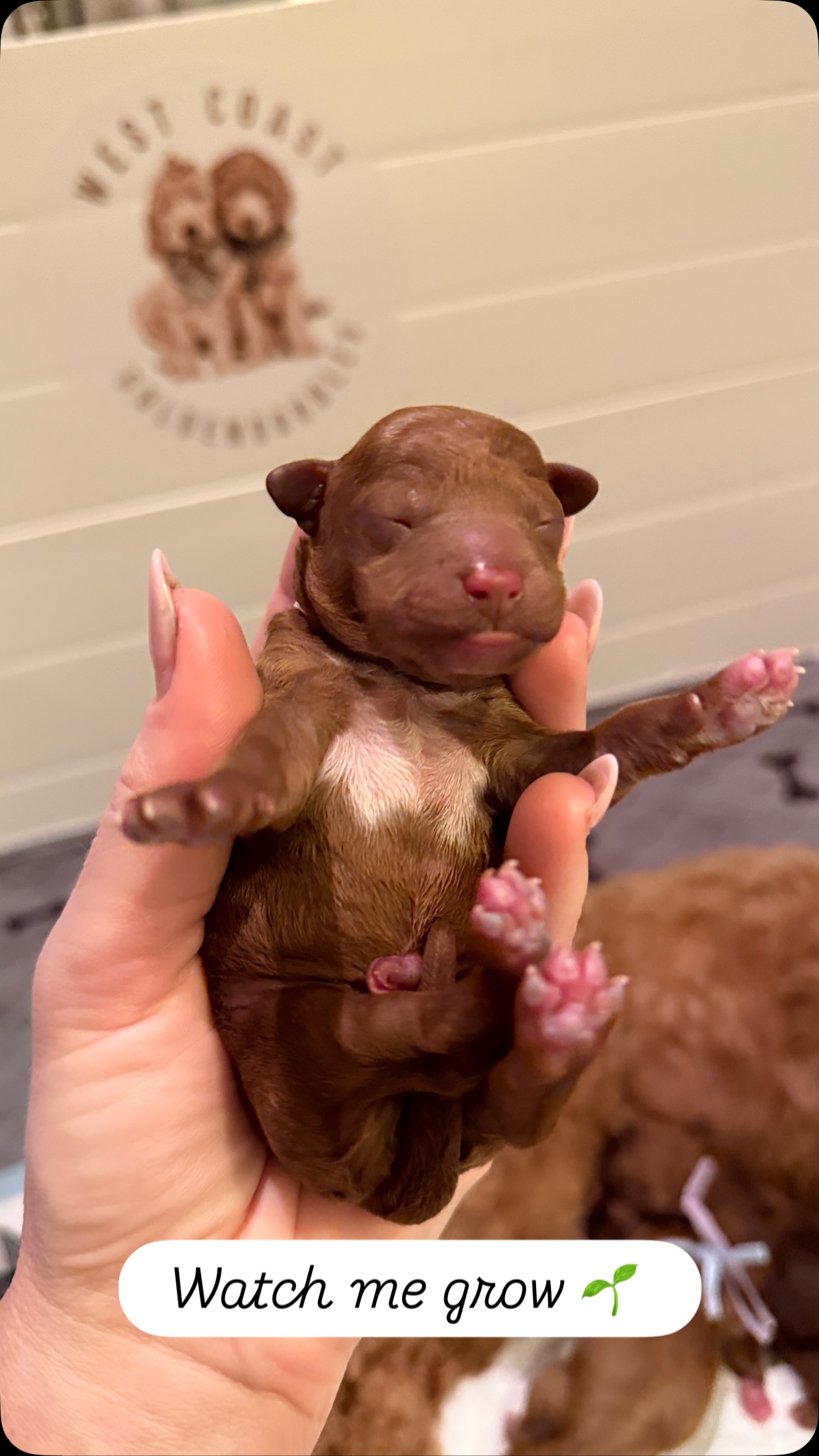 POV: You’re falling in love with your future puppy one week at a time 🤍
Meet Anastasia 💗 (Pink Collar • Female)
Which week stole your heart?
.
.
.
.
.
.
.
#teacupgoldendoodle #microminigoldendoodle #watchmegrow #goldendoodlepuppies #newbornpuppy