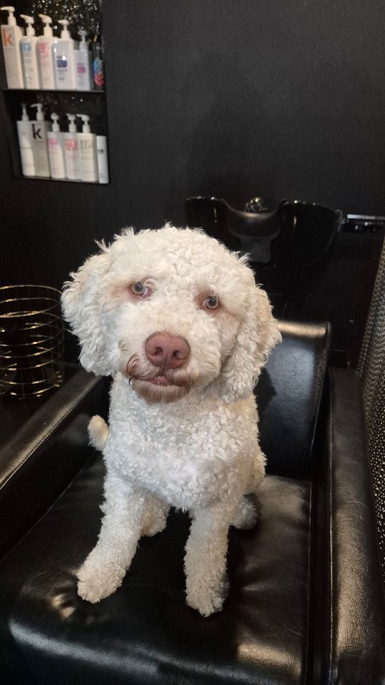HAPPY 1ST BIRTHDAY TO
OUR BIG BOY FINNLEY 💙🎂
What a handsome boy he is!
Finn is spending the day, in the salon eating ice, puppy cupcakes made by mum and chasing Aunty Bella around.
Love you Finny 💙
.
.
.
.
#spanishwaterdog #therapydog #bondsbabys