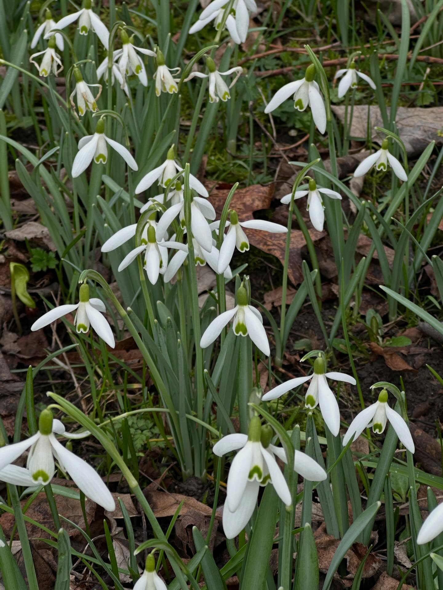 🍏 After being ill with a virus for over two weeks a walk round Easton Lodge to enjoy the snowdrops, with a glimmer of sunshine, has really lifted my spirits. No more getting up in the dark and it’s still light at 5.30pm. Spring is sprung!