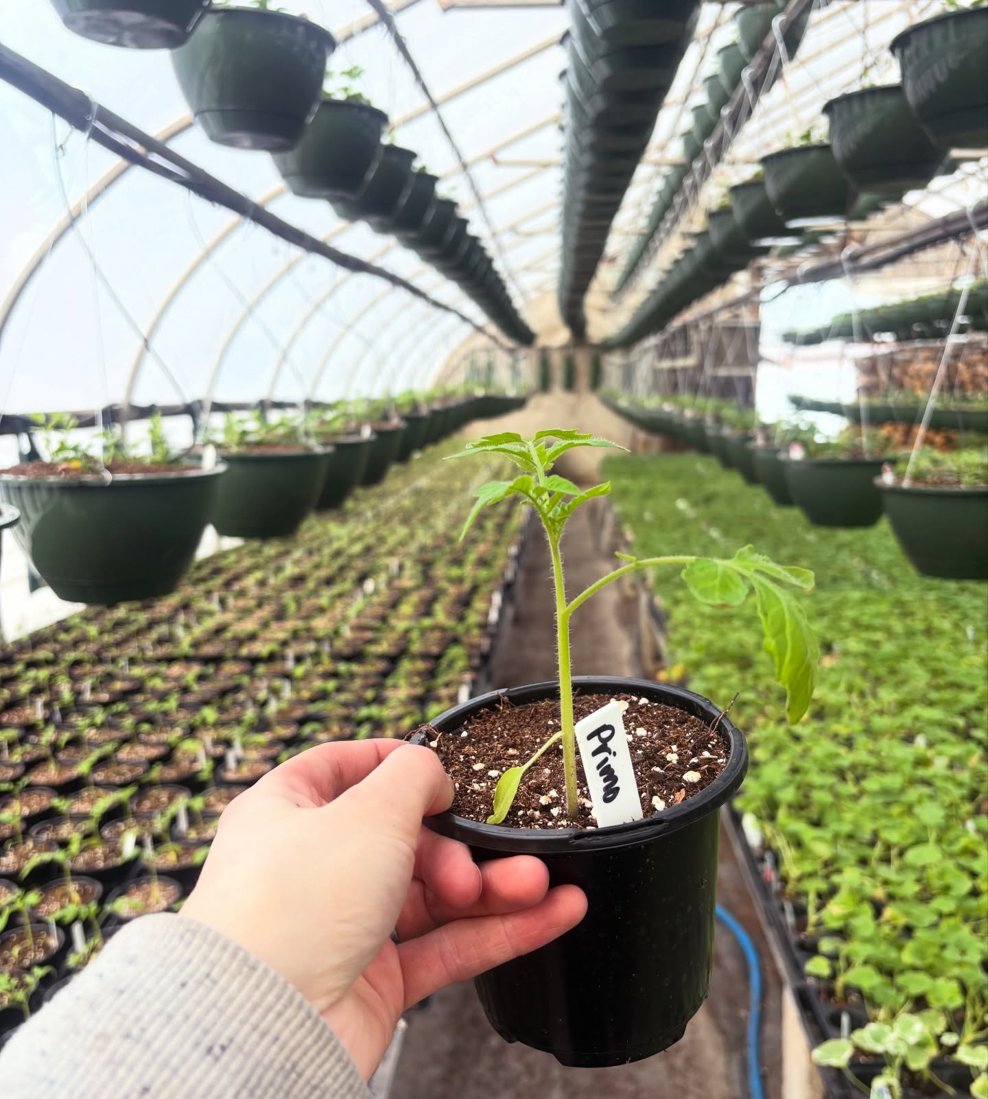 Tomatoes in progress🍅
The first 2 batches of tomatoes (more than 3,000 plants) were transplanted in the greenhouse last week and they are already taking off!🌱 Next stop is the outdoor high tunnels in April☀️
#tomatoes #homegrown #familyfarm #upstateny #greenhouse