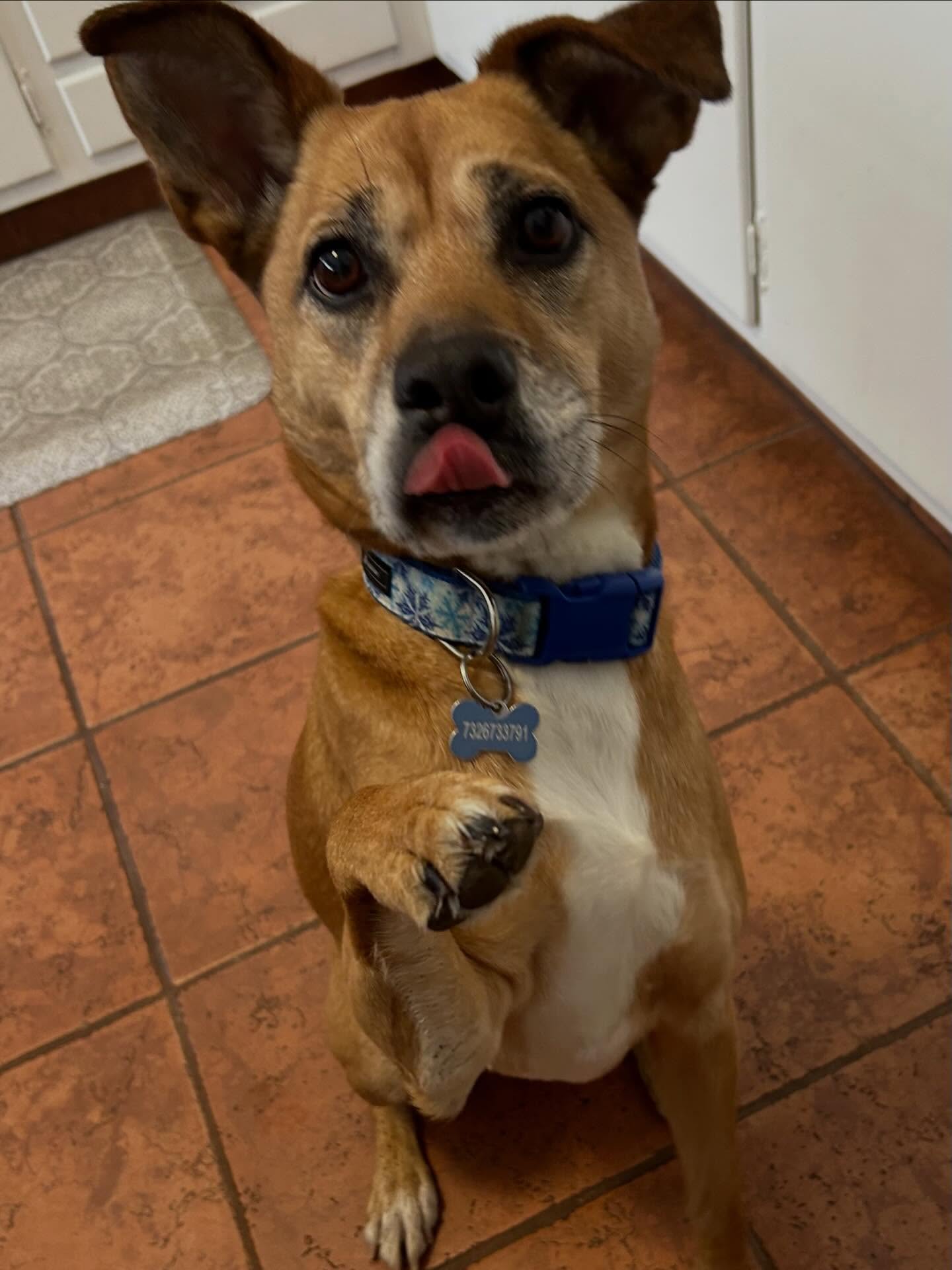 A very happy #tongueouttuesday from Indy and had to go and make it a #twopawsuptuesday with a second pic thatโs too darn cute not to share!! ๐พ