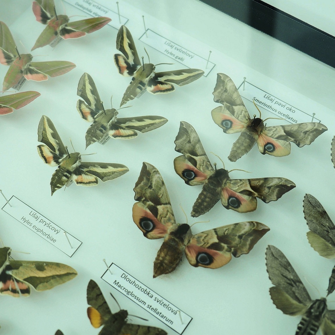Motýli Svitavska na výstavě v muzeu, právě v těchto dnech
https://youtu.be/slV1yP2-4Gg