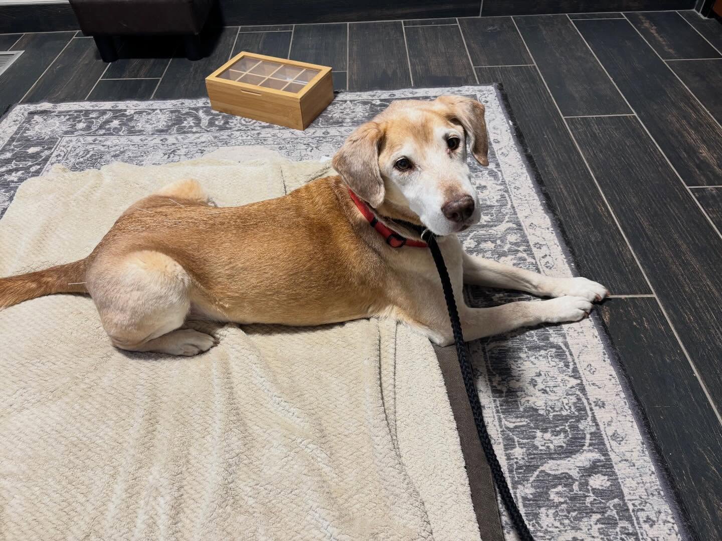 Tiny needles, big relief. 🐶✨Seamus is getting some well deserved zen time to help with his arthritis!