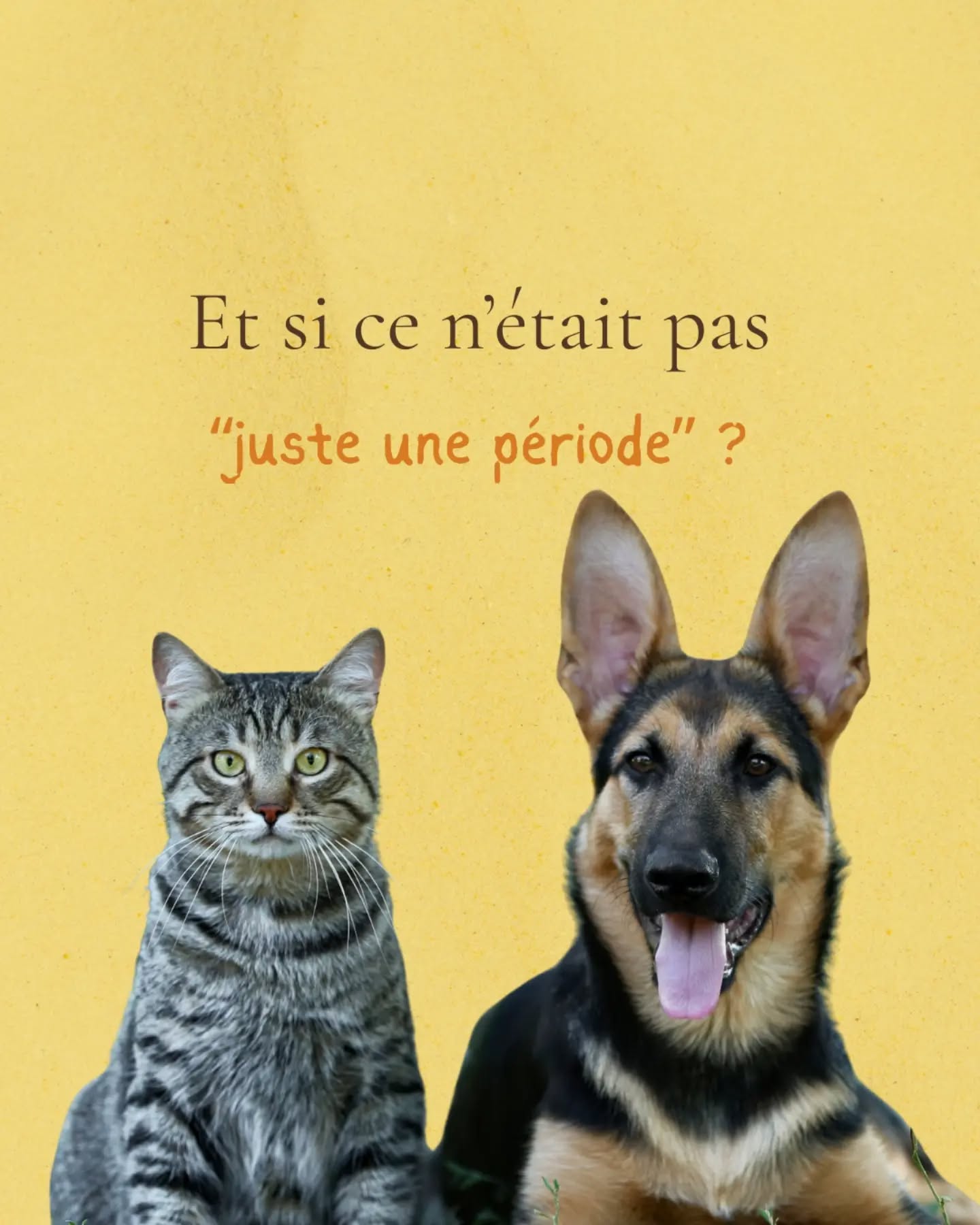 Une séance peut créer un déclic.
Mais quand le déséquilibre circule entre toi, ton animal et ton lieu, un seul rendez-vous ne suffit pas toujours.
Connexion sacrée est née de cette réalité. Parce que parfois, il ne s’agit pas d’éteindre un symptôme, mais de réharmoniser un système entier.
Pendant 6 semaines, nous avançons ensemble. On écoute ton animal. On allège ce que ton corps porte. On rééquilibre ton lieu de vie. Et surtout, on laisse le temps d’intégrer.
Ce n’est pas un coup de baguette magique, c’est un chemin.
À la fin, l’objectif n’est pas que tu dépende de moi. C’est que tu te sentes plus clair.e, plus stable, plus autonome.
Si tu t’es reconnu.e dans plusieurs des situations évoquées dans le carrousel, ce suivi peut être une vraie base de transformation.
Si tu as besoin de poser des questions avant, je reste disponible.
Et si tu veux plus d’infos, commente “connexion sacrée” et on en discute