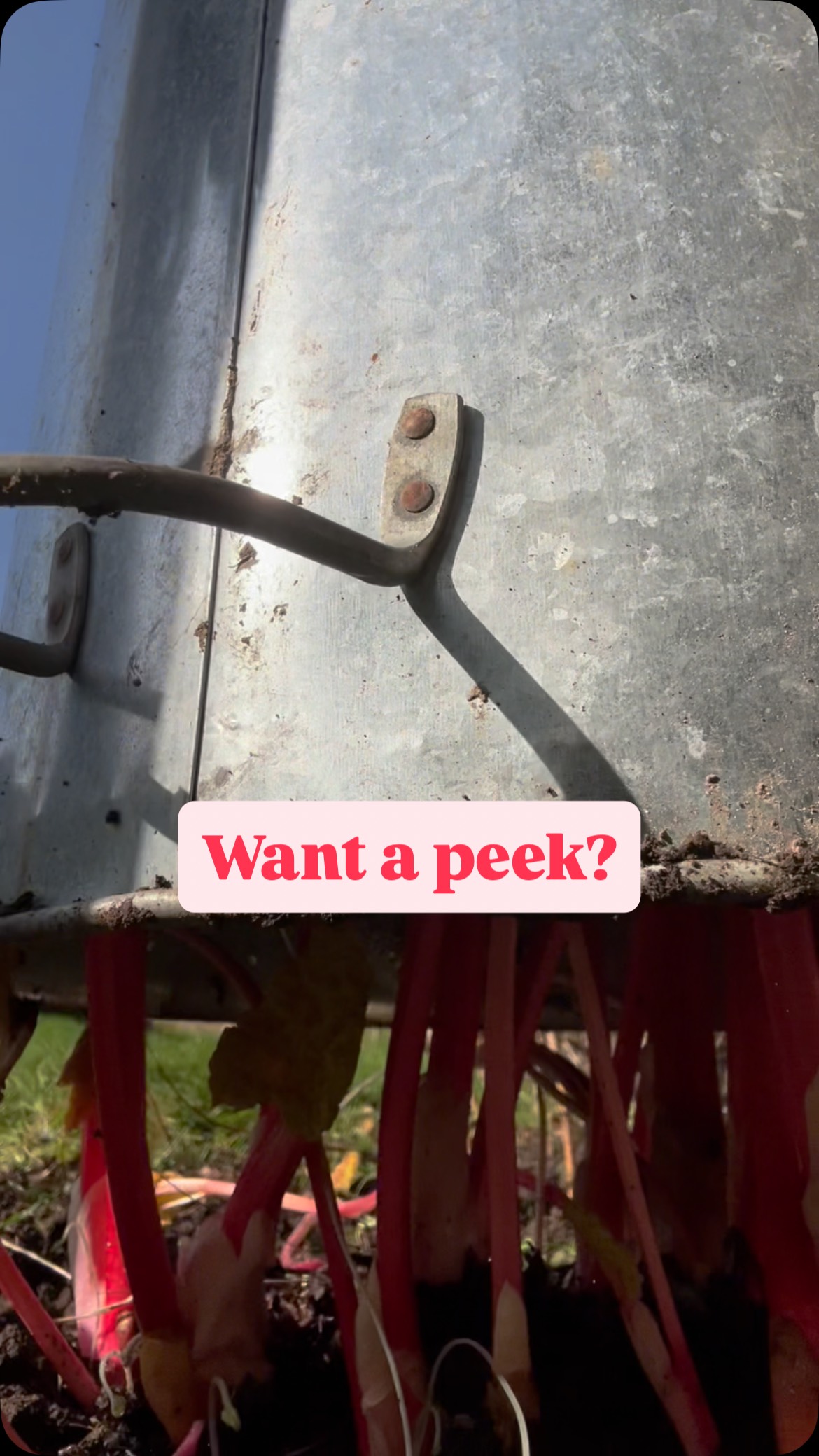 Something for the weekend 🩷 Yes another rhubarb post forgive me for peeking 4 days after I covered it with the taller dustbin 😂 I couldn’t help myself! #rhubarb #fruit #growrhubarb #grow #forcedrhubarb