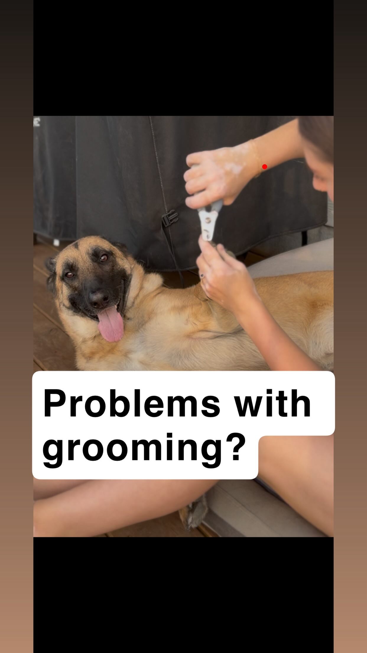Grooming isnāt just about looks. Itās about trust, handling, and strengthening the bond with your dog. A few simple habits can make grooming easier for the average owner and way less stressful for your dog. š¾āļø