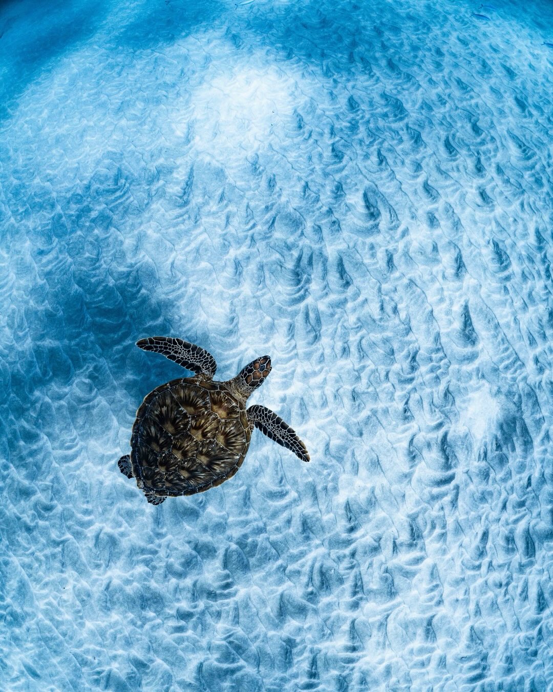 Are you as excited as we are?
Whale shark season is almost here and we can’t wait to get back out there.
Who’s joining us this year?
@ollieclarkephoto
#swimmingwithwhalesharks #visitningaloo #ningalooreef #thisiswa #snorkelling
