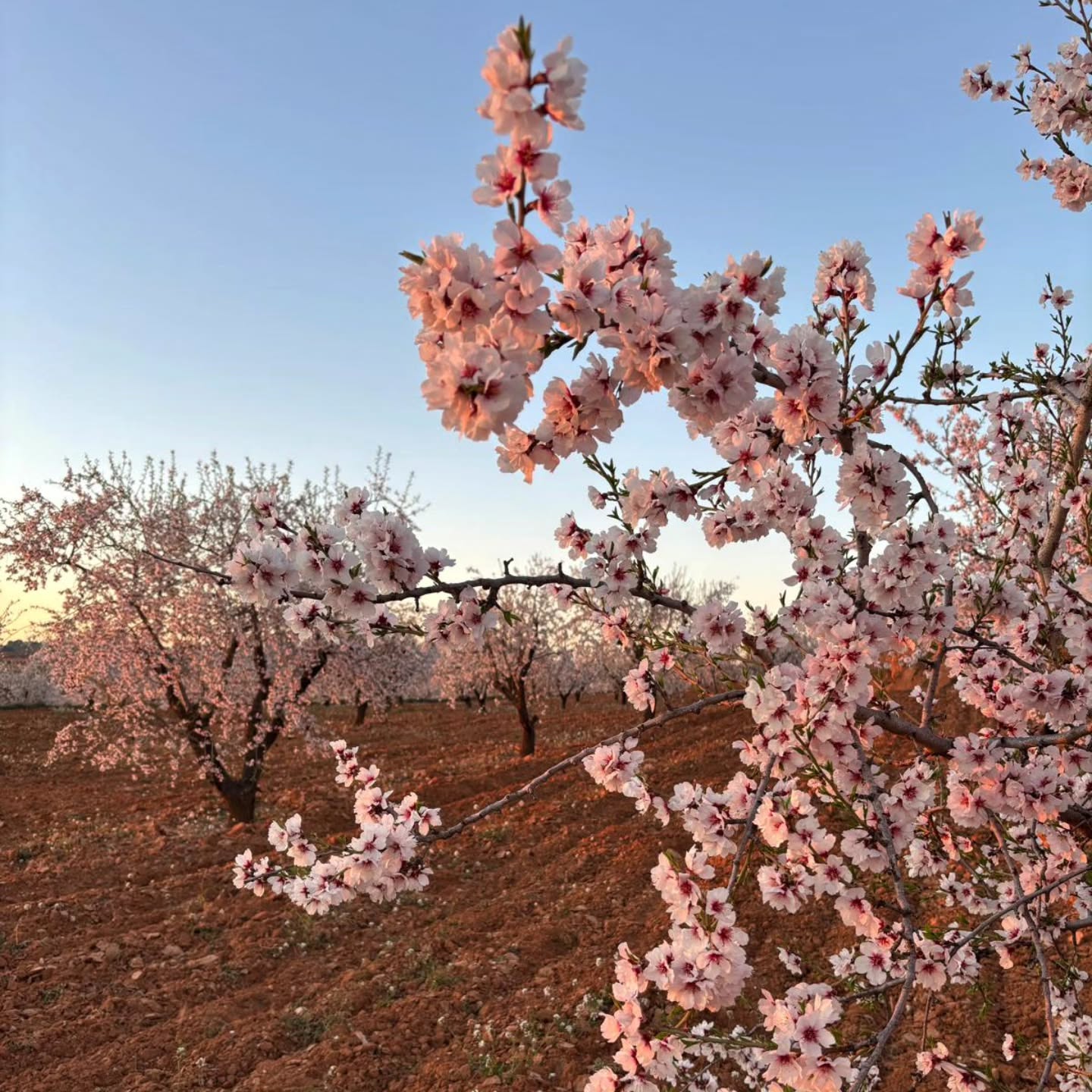 Febrero en Utiel-Requena nos regala uno de los momentos más mágicos del año: los almendros en flor. Mientras la viña aún descansa, el paisaje se tiñe de blanco y rosa, anunciando silenciosamente el inicio de un nuevo ciclo.
Nuestro clima continental, invierno frío, aire limpio y marcada amplitud térmica por la altitud, permite que la vid repose en profundidad y acumule energía. Esa tensión natural entre frío y sol es la base de la frescura y elegancia que definen nuestros vinos. 🌸
.
.
.
February in Utiel-Requena gifts us one of the most magical moments of the year: almond trees in full bloom. While the vines still rest, the landscape turns white and pink, quietly announcing the beginning of a new cycle.
Our continental climate — cold winters, pure air, and strong day–night temperature shifts due to altitude — allows the vine to rest deeply and store energy. That natural tension between cold and sun is the foundation of the freshness and elegance that define our wines. 🌸
.
.
#vinamemoeias #calderon #valencia #terroir #vino