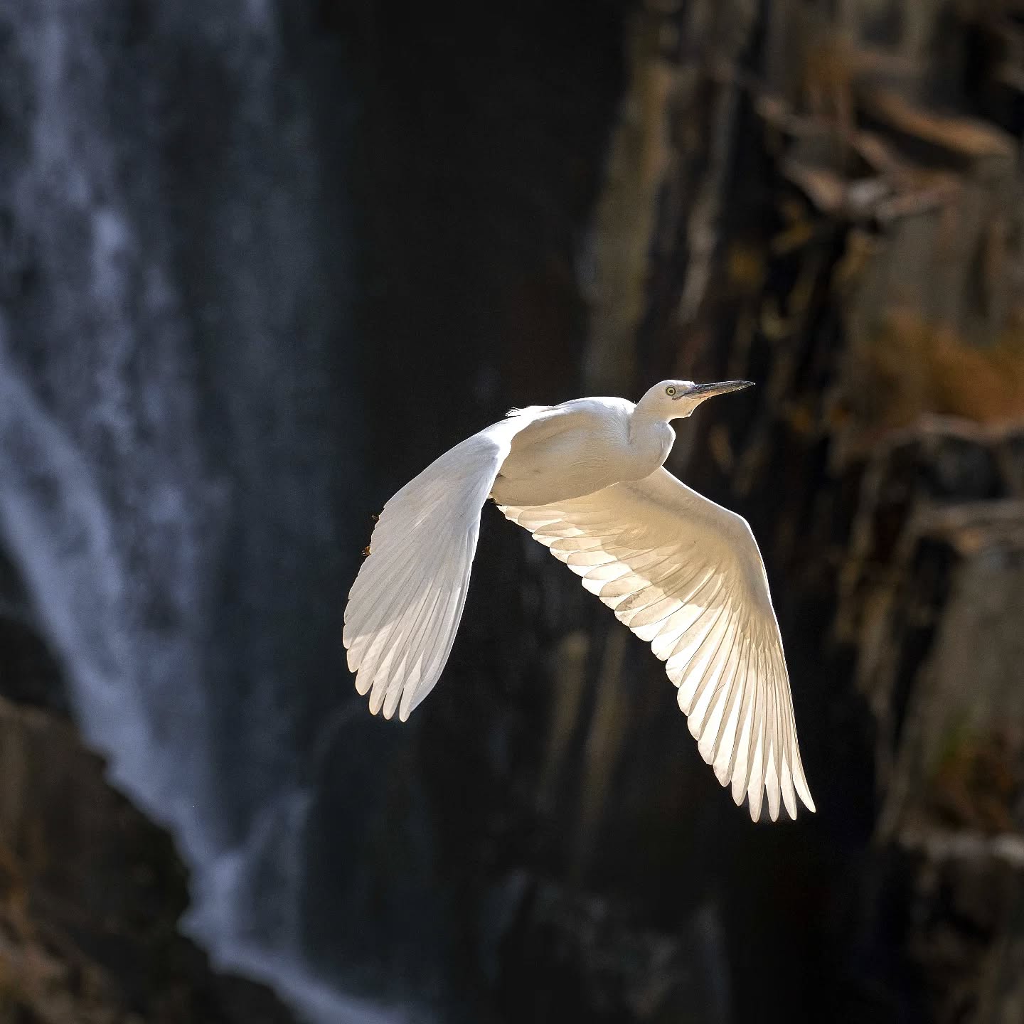 "As long as I live, I'll hear waterfalls and birds and winds sing. I'll interpret the rocks, learn the language of flood, storm, and the avalanche". John Muir
@aneyefordetails
#bird #birds #birdphotography #birdsofinstagram#animalsofinstagram #wildlifeofinstagram #wildlifephotography #nature #naturephotography #wild_perfection #wildlifeaddicts #nikon #nikonaustralia #planetearth #nationalgeographic #hongkong