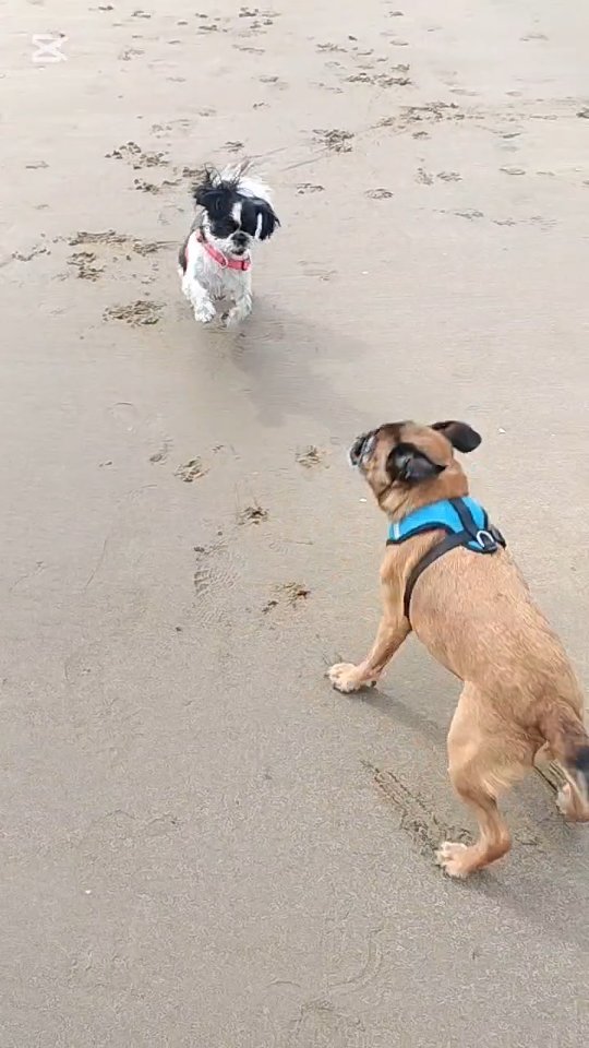 Evie, Max, Summer and Lulu.
They had a great walk today and Lulu even got Max running after egging him on so much haha.
#dogwalker #griffon #beach